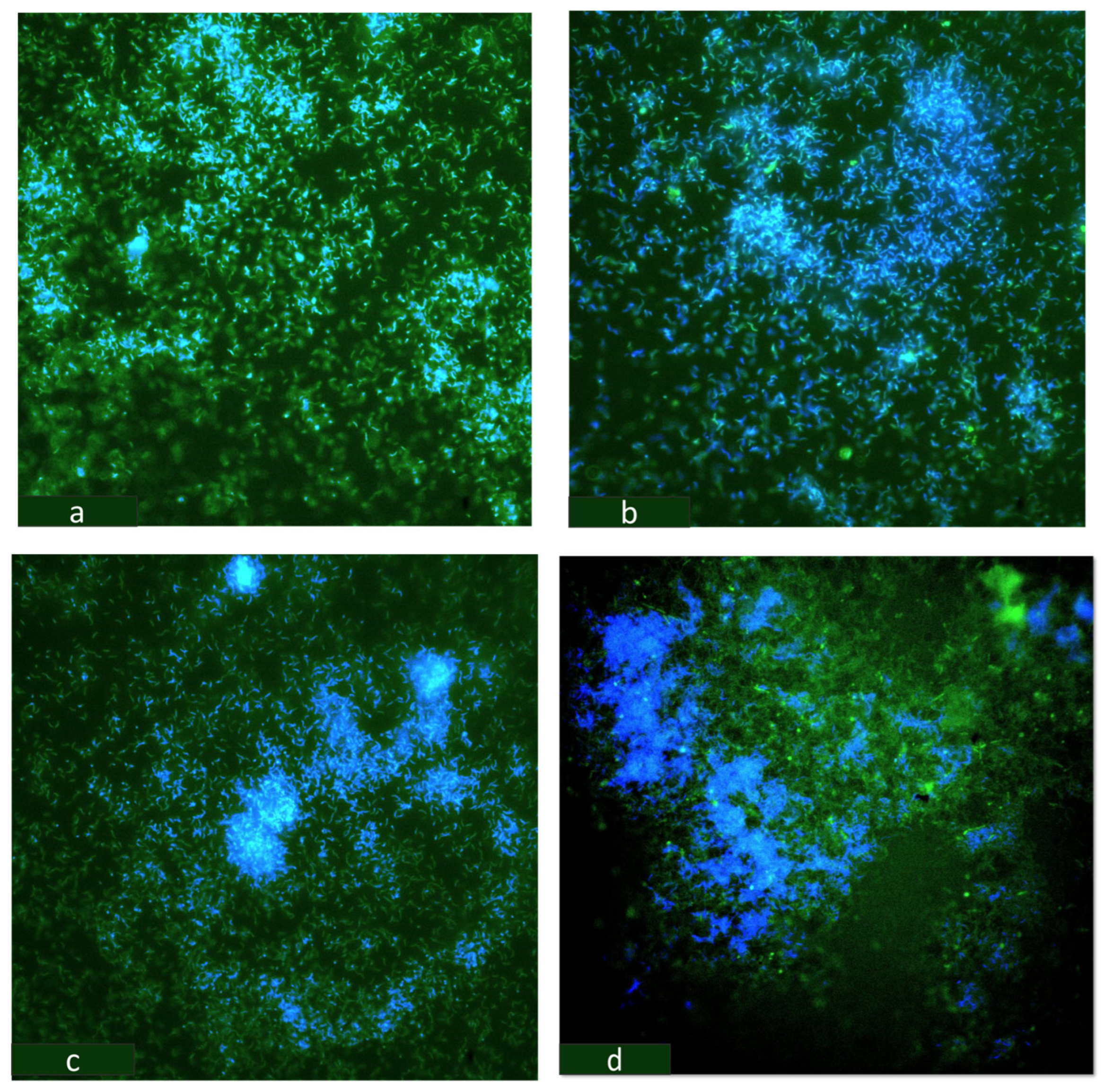 Microorganisms 12 01747 g009