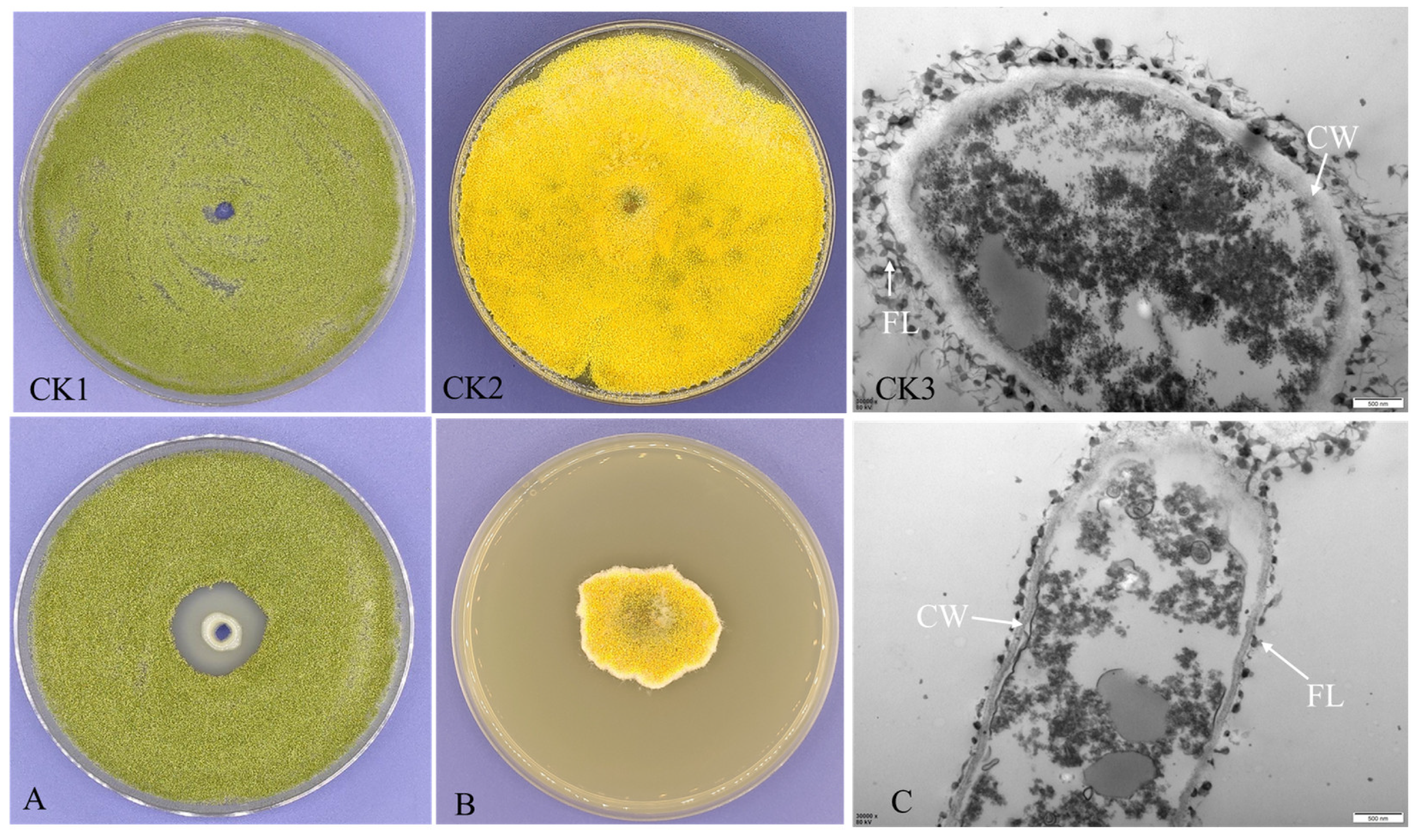 Microorganisms 12 01754 g001