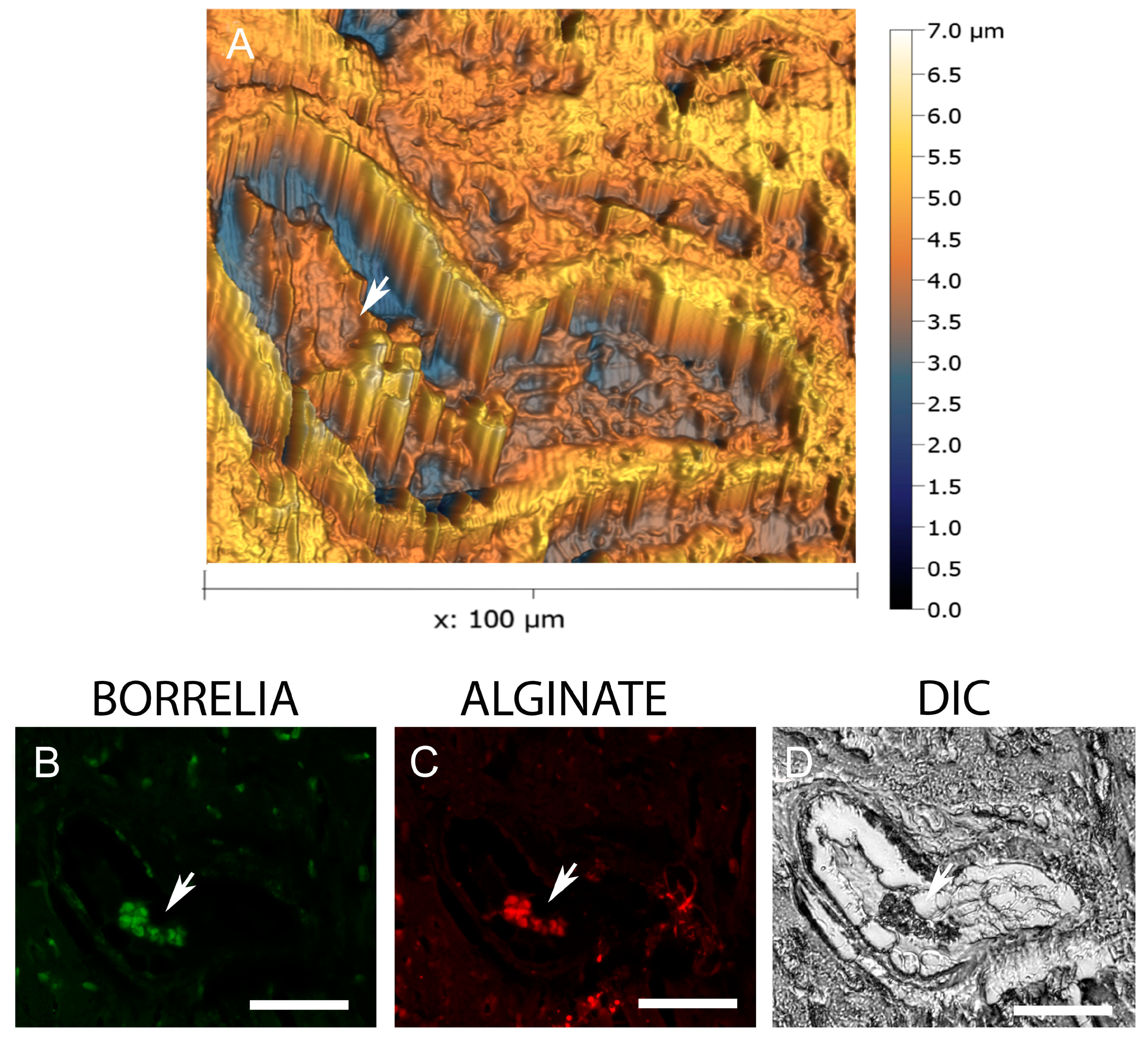 Microorganisms 12 01766 g005