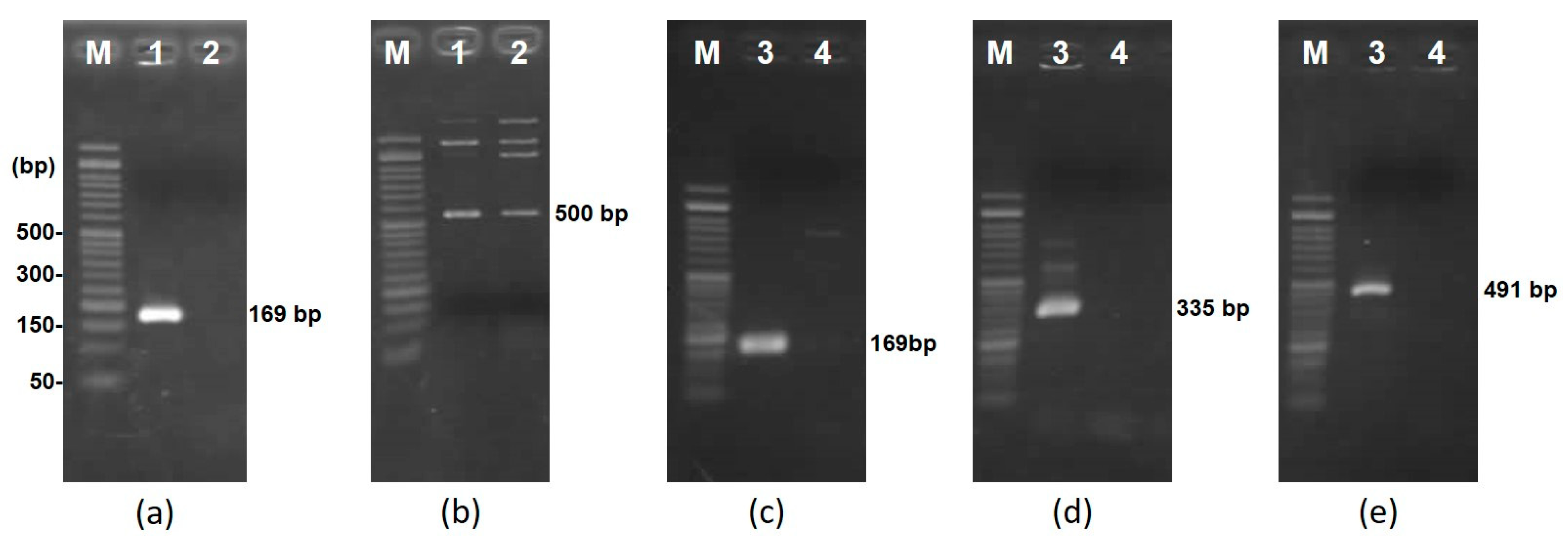Microorganisms 12 01781 g004
