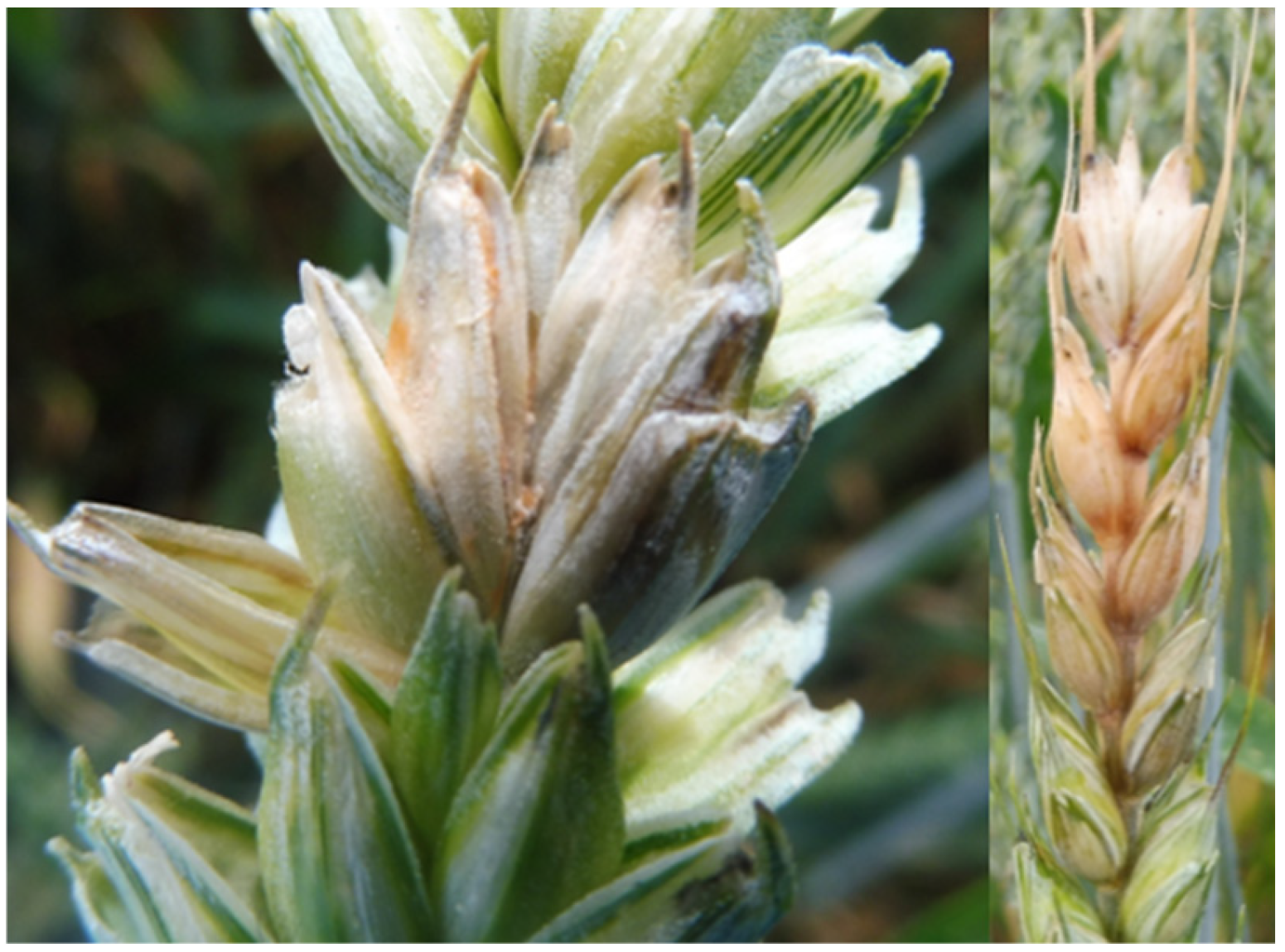 Microorganisms 12 01783 g002