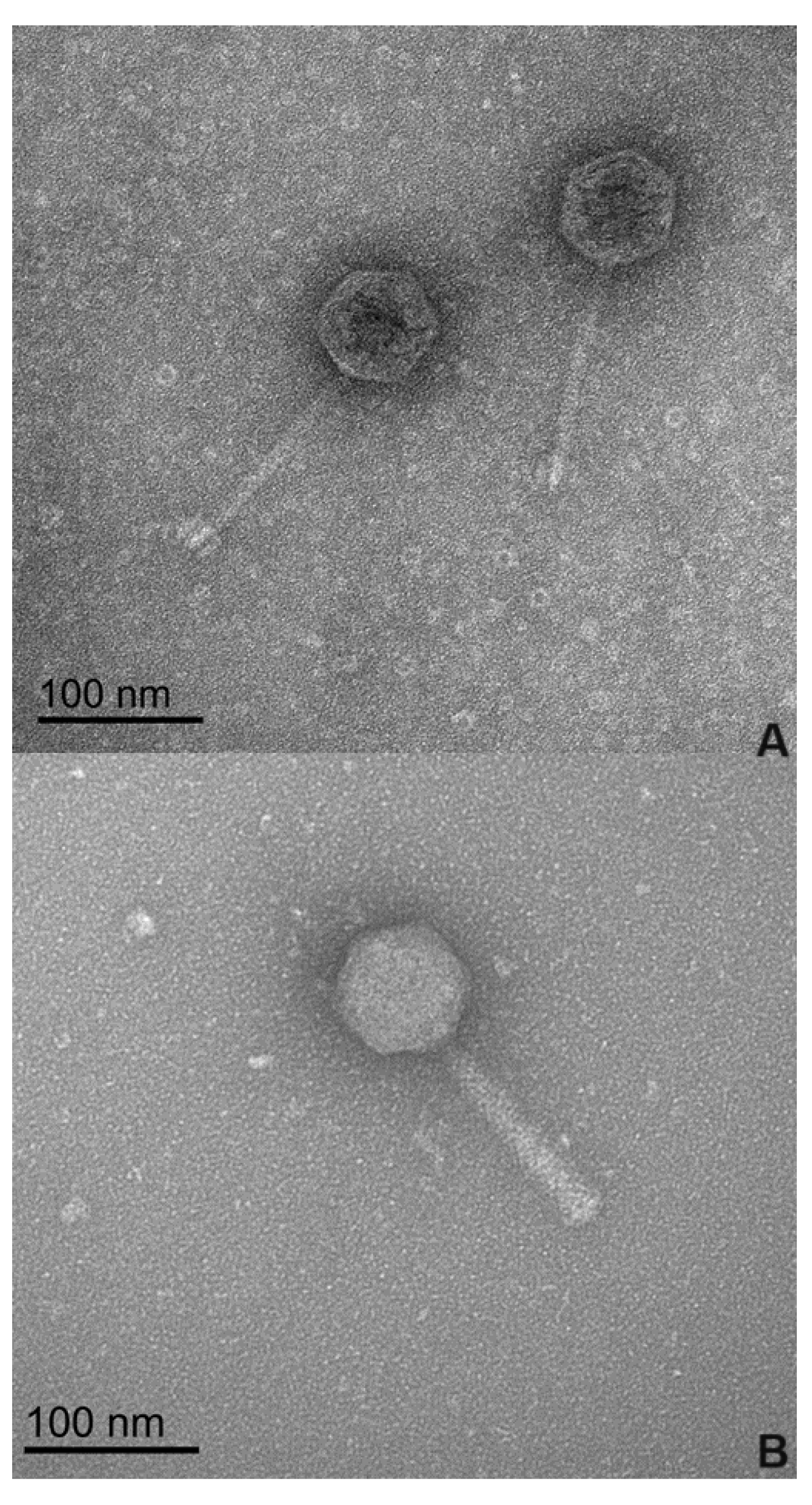 Microorganisms 12 01795 g001