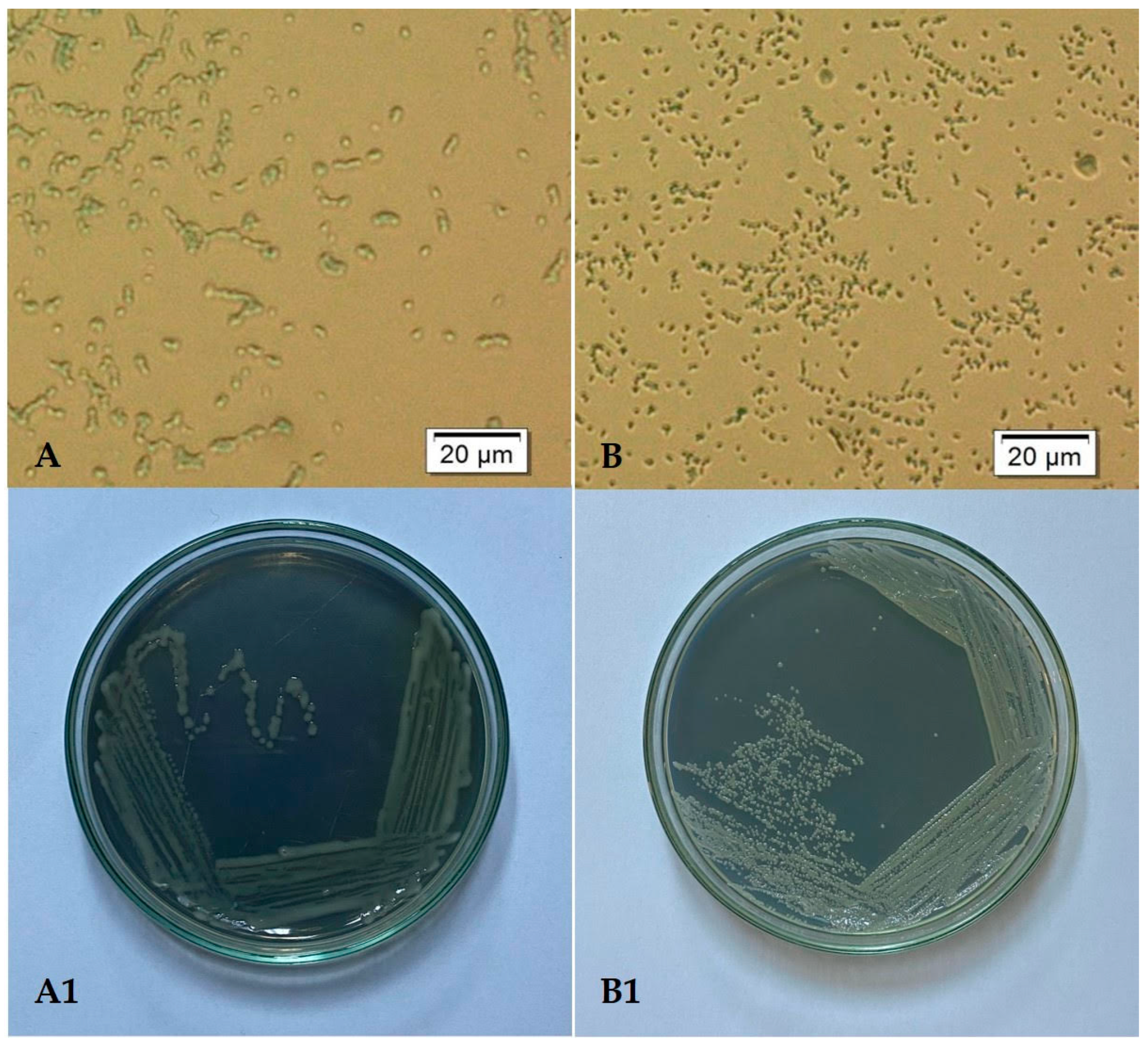 Microorganisms 12 01823 g001