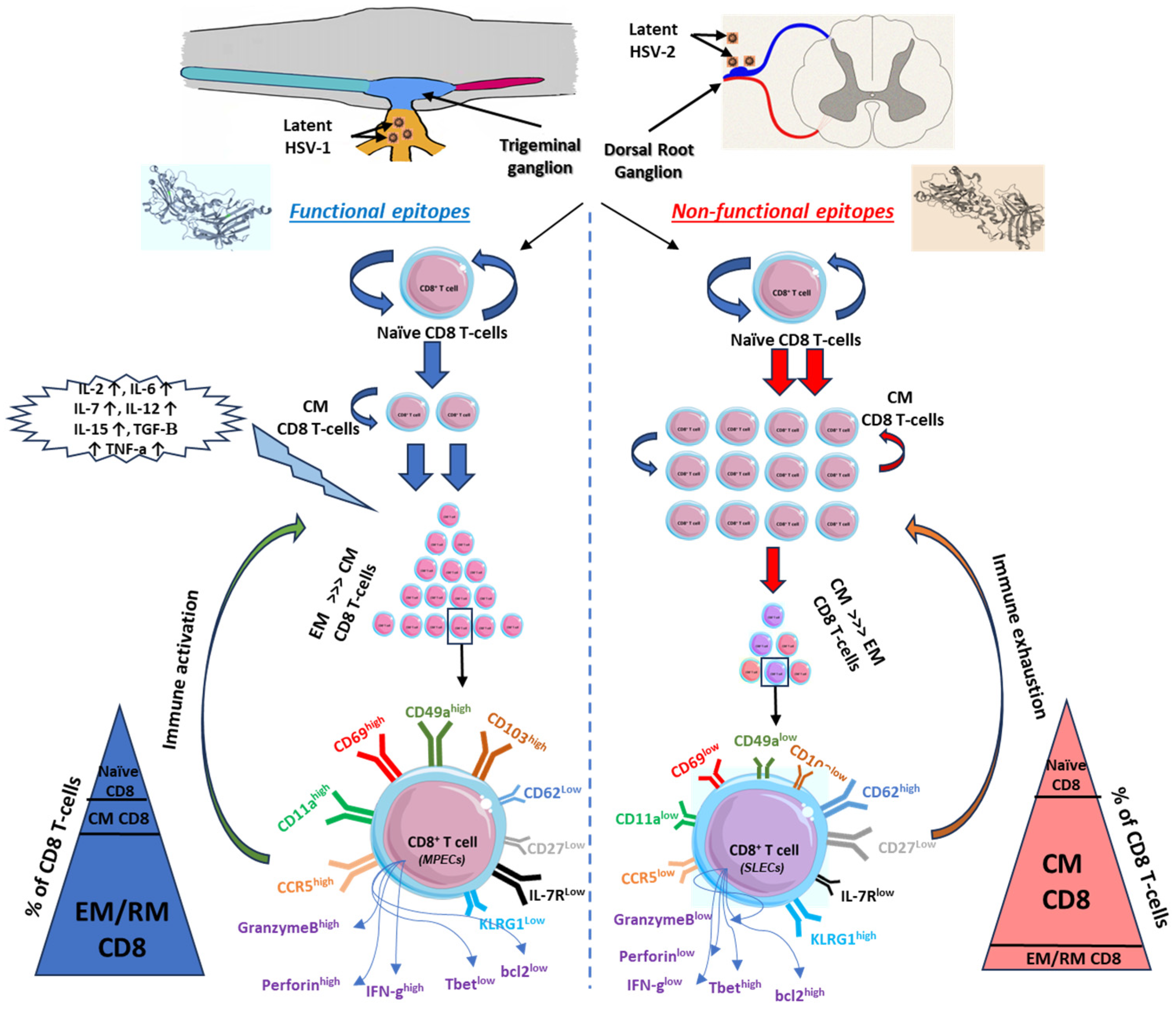 Microorganisms 12 01846 g002