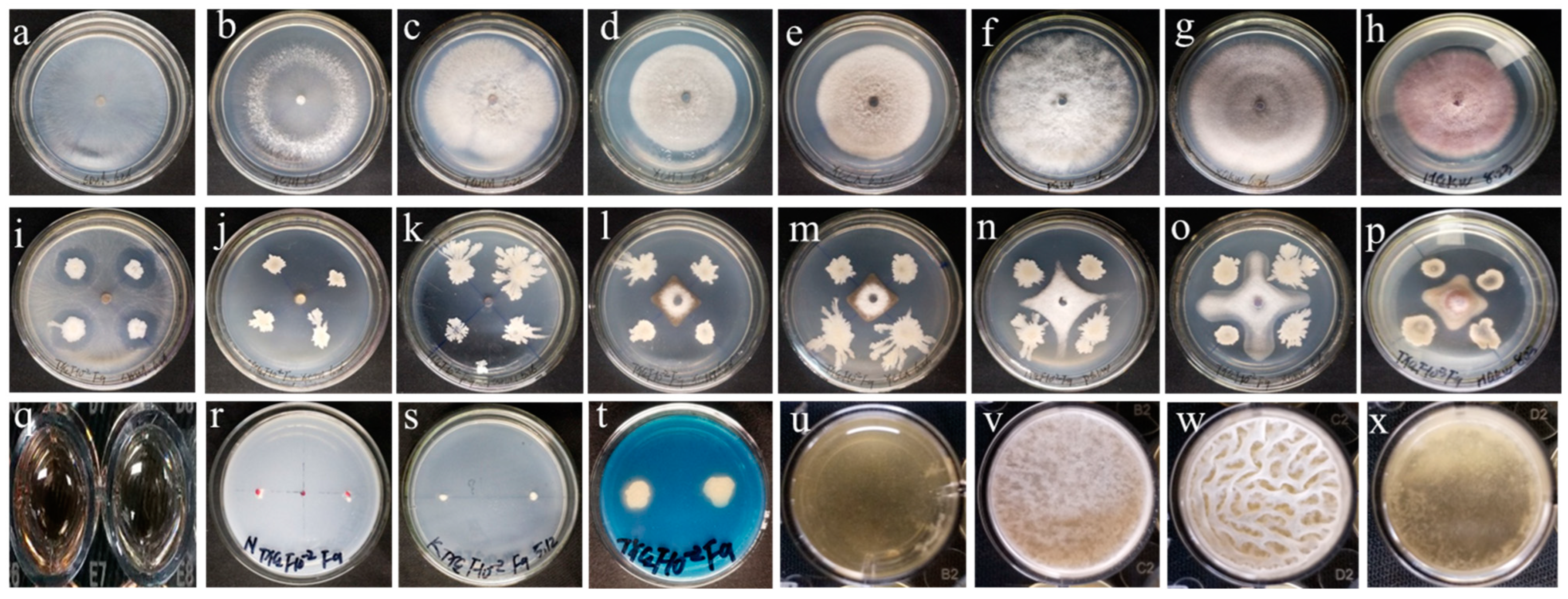 Microorganisms 12 01882 g002
