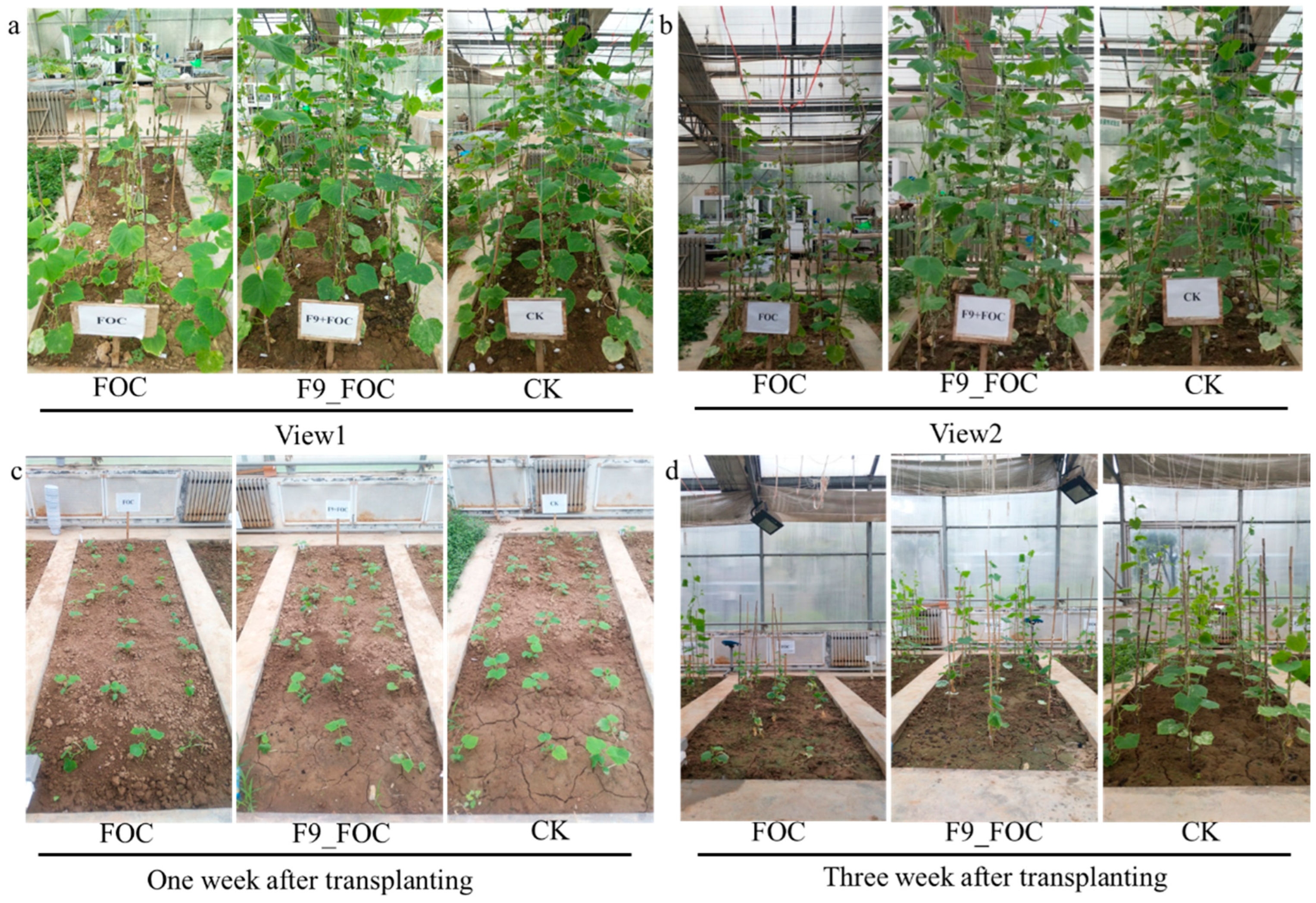 Microorganisms 12 01882 g007