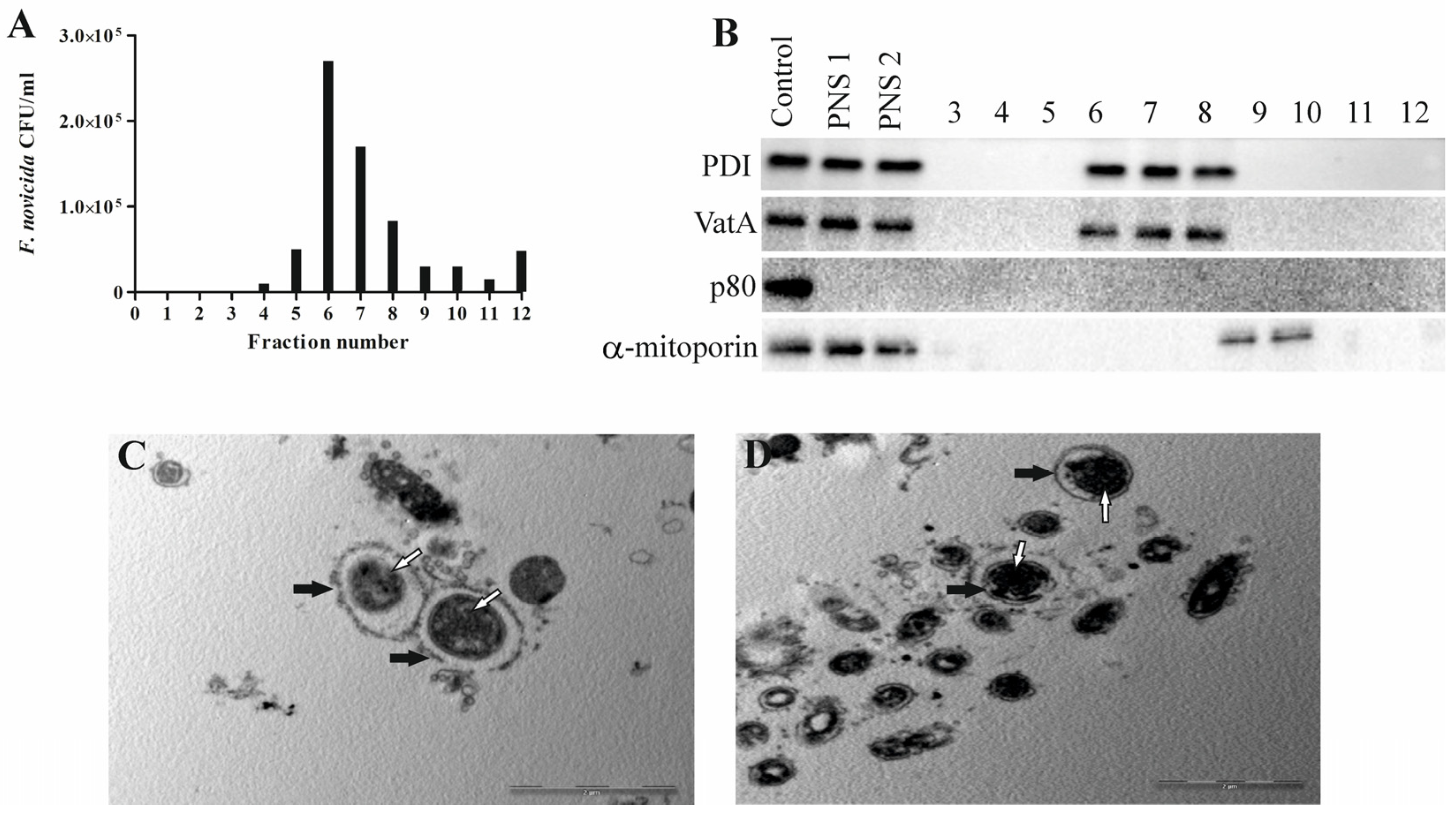 Microorganisms 12 01949 g002