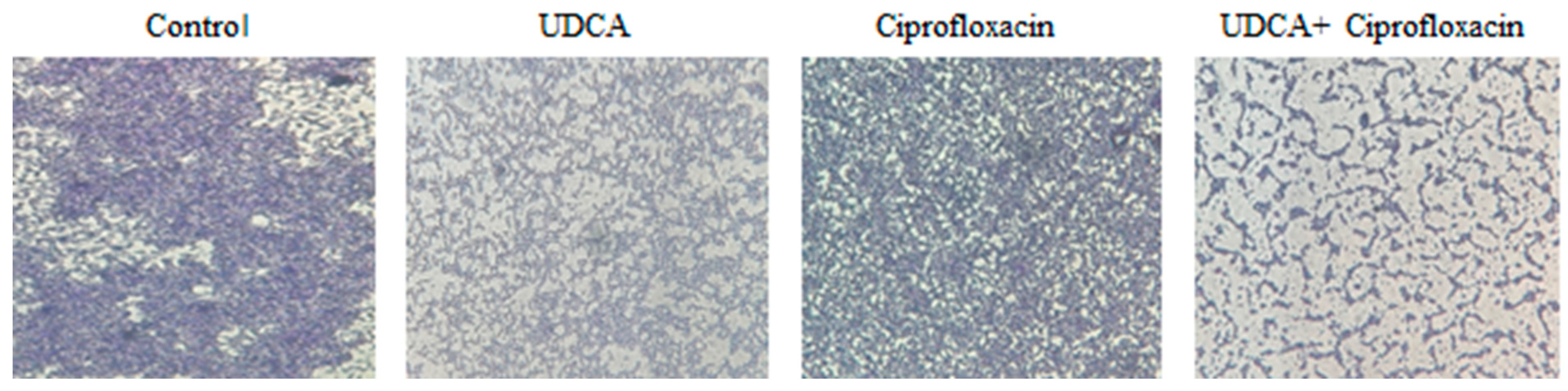 Microorganisms 12 01956 g003