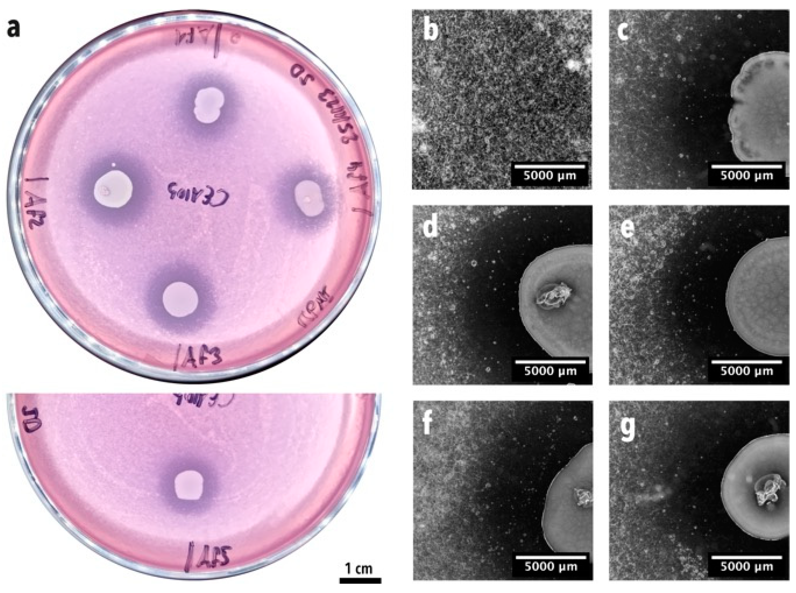 Microorganisms 12 02025 g003 Microorganisms 12 02025 g003