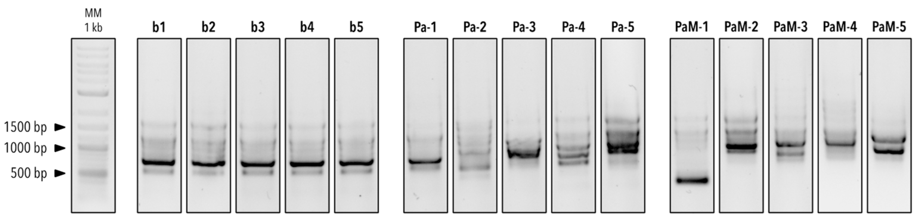 Microorganisms 12 02025 g004 Microorganisms 12 02025 g004