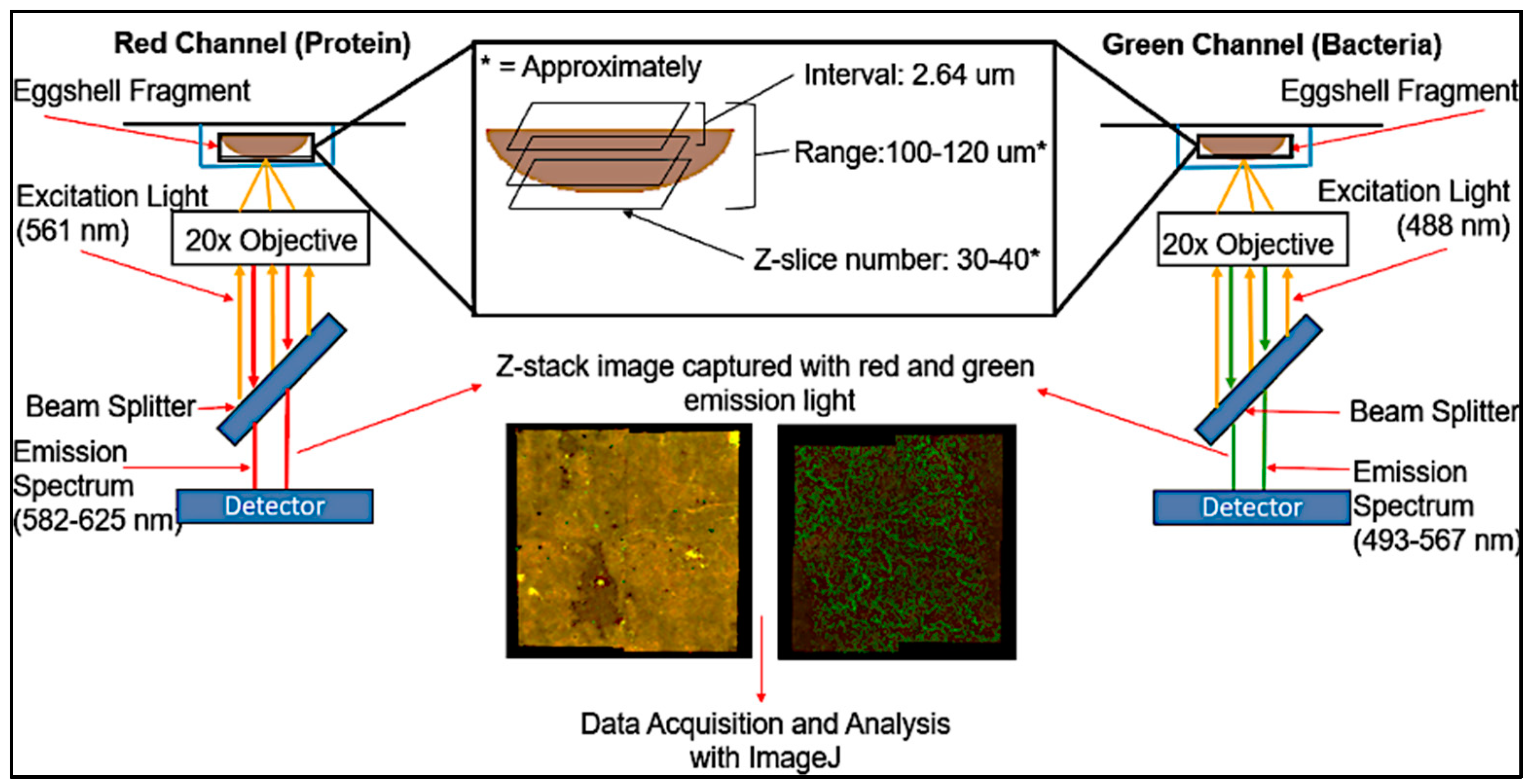 Microorganisms 12 02027 g001