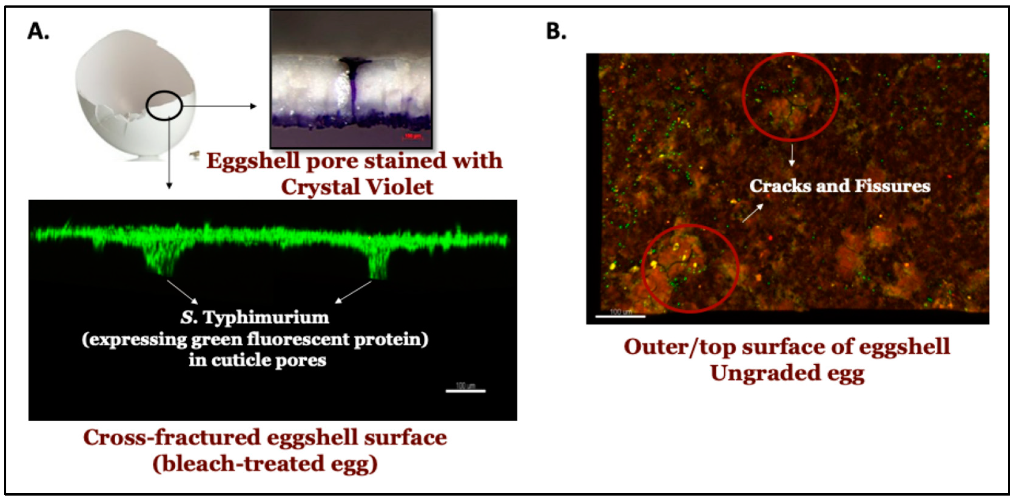 Microorganisms 12 02027 g008