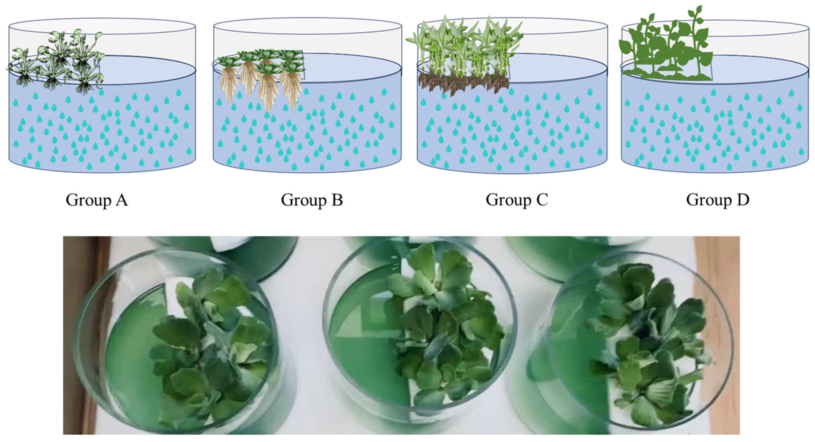Microorganisms 12 02035 g001