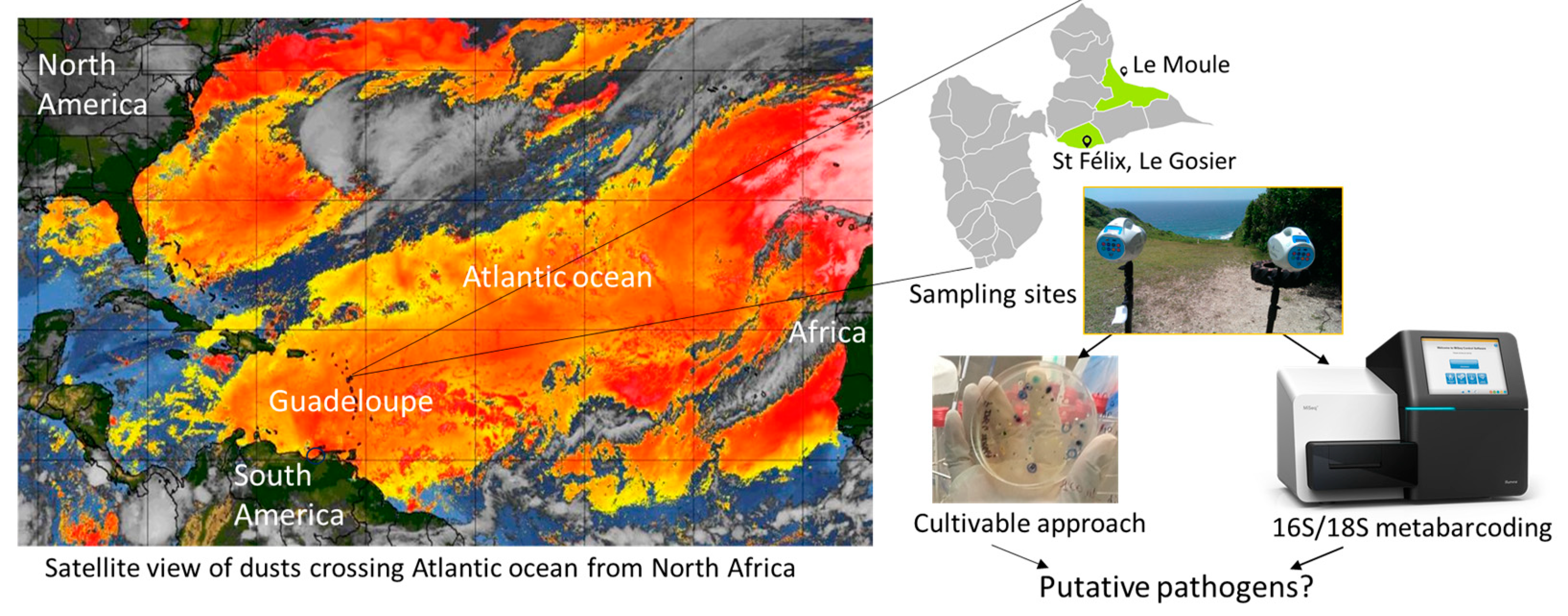 Microorganisms 12 02111 g001