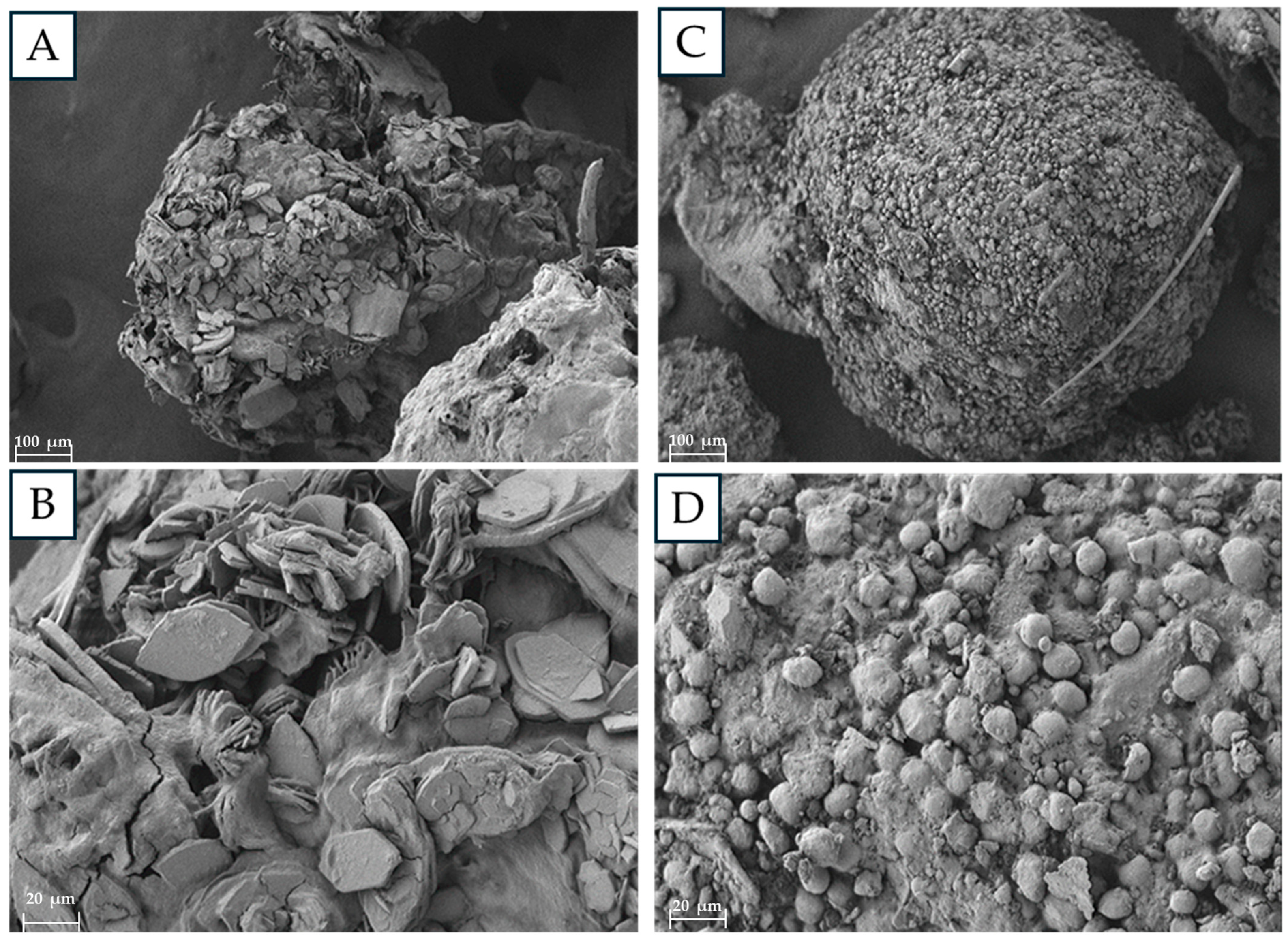 Microorganisms 12 02118 g004