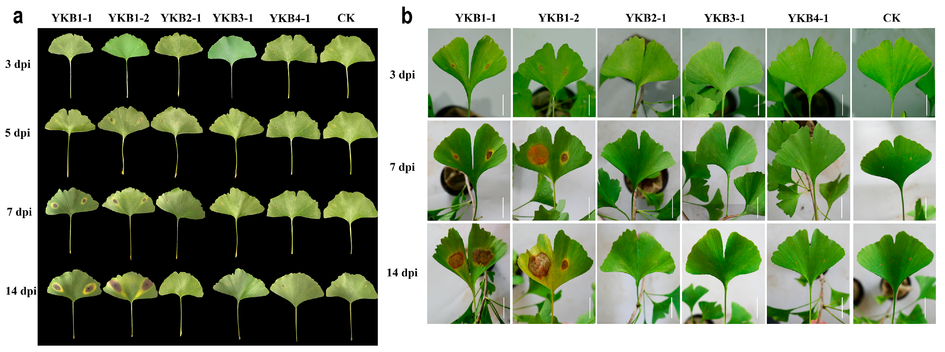Microorganisms 12 02125 g002