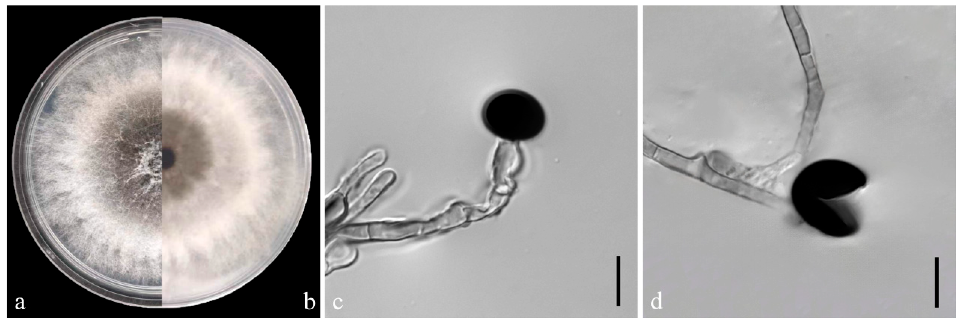 Microorganisms 12 02125 g003