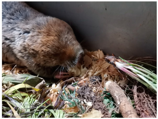 Microorganisms 12 02182 g0a1