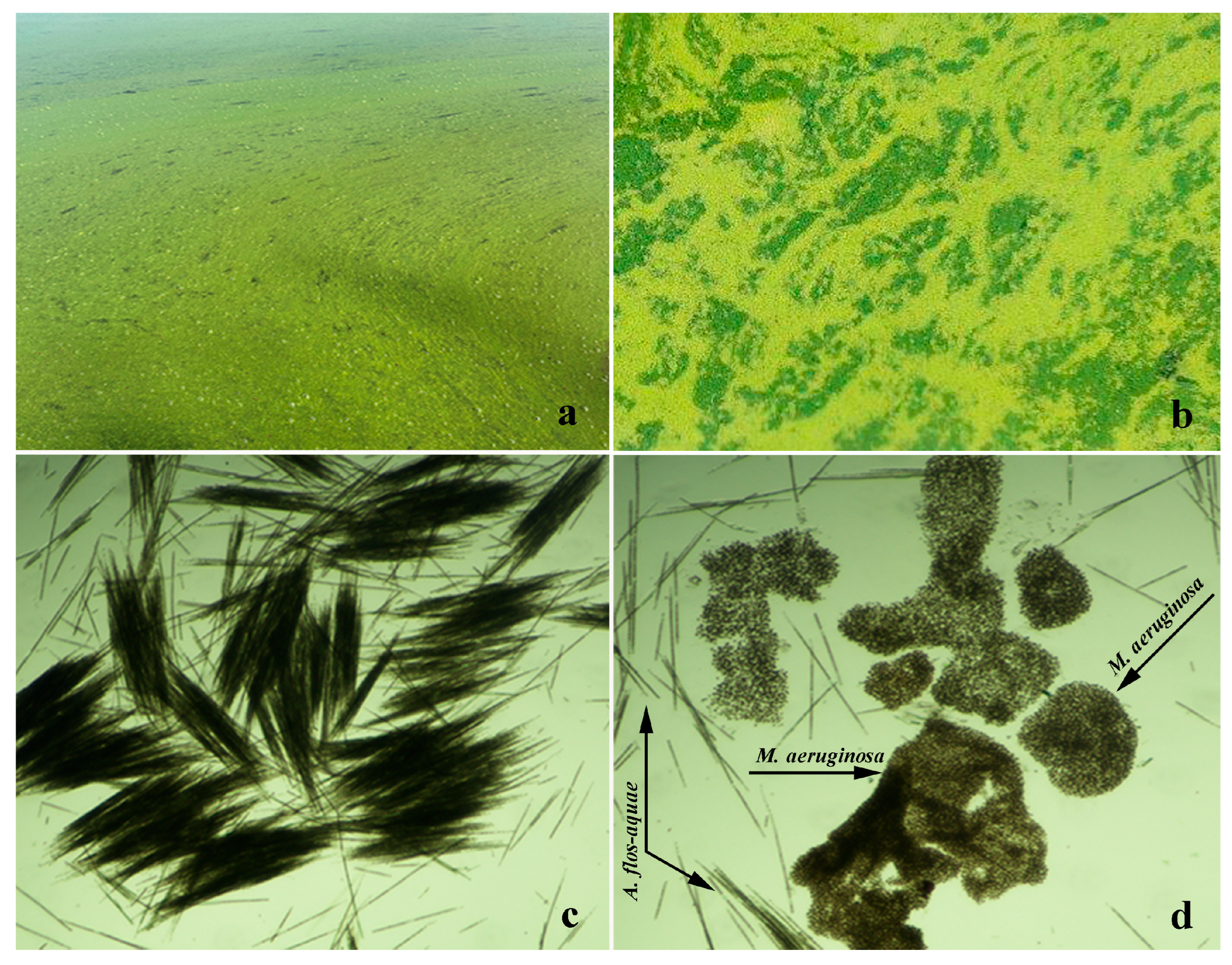 Microorganisms 12 02208 g001