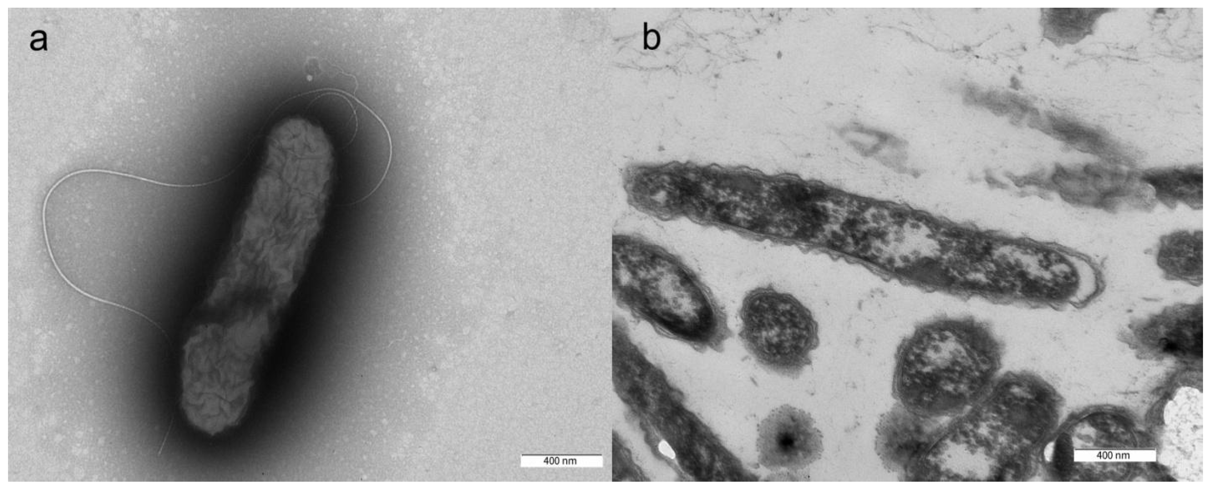 Microorganisms 12 02252 g001 Microorganisms 12 02252 g001