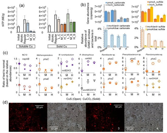 Microorganisms 12 02259 g004