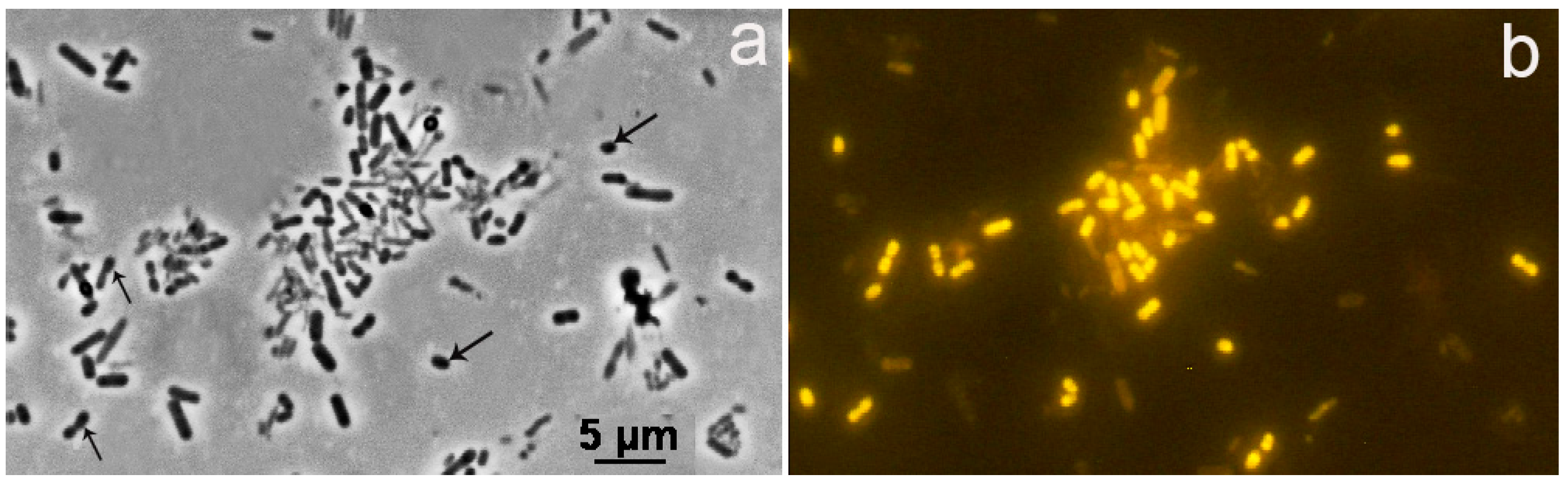 Microorganisms 12 02271 g001 Microorganisms 12 02271 g001