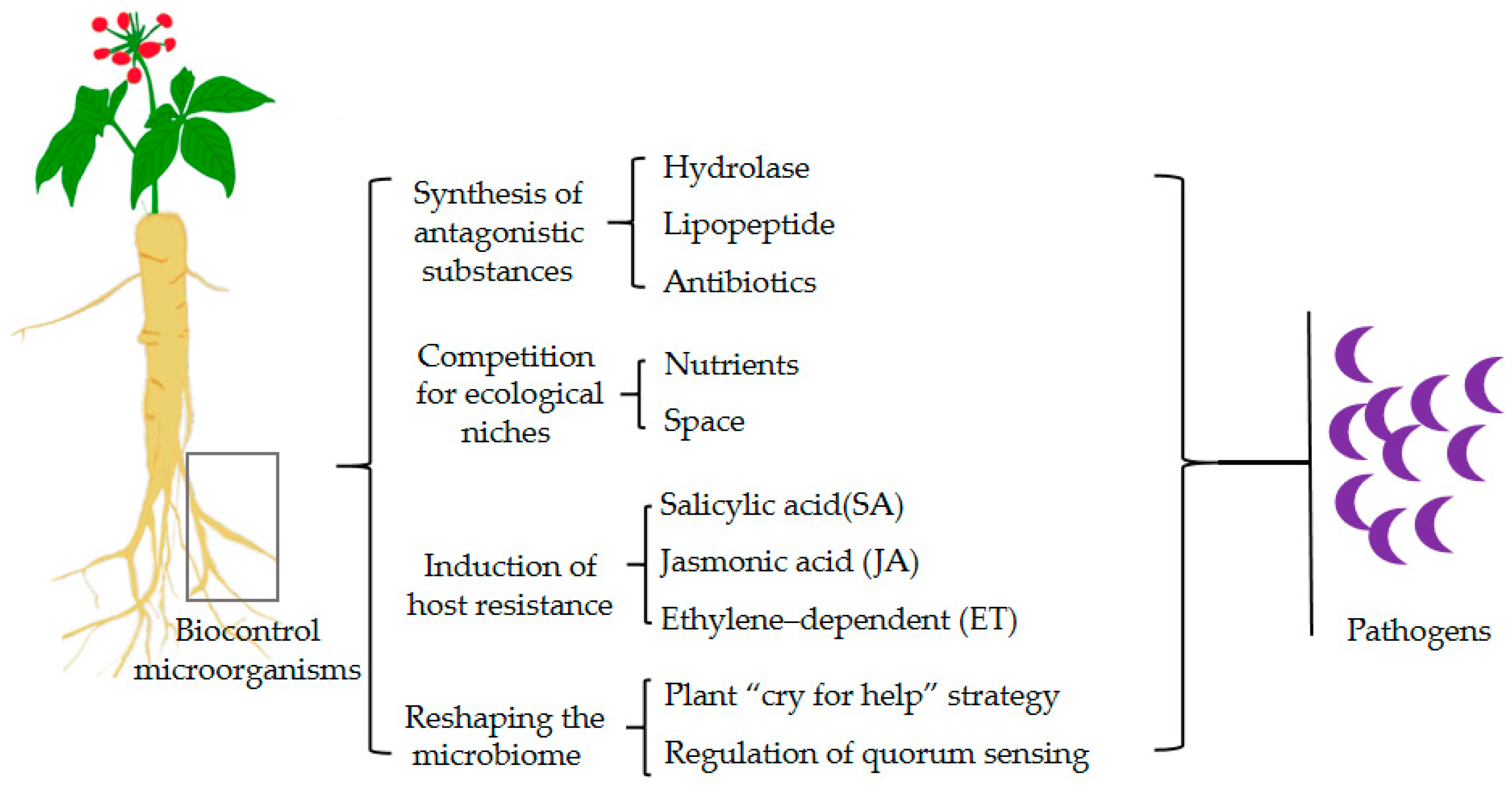 Microorganisms 12 02278 g002