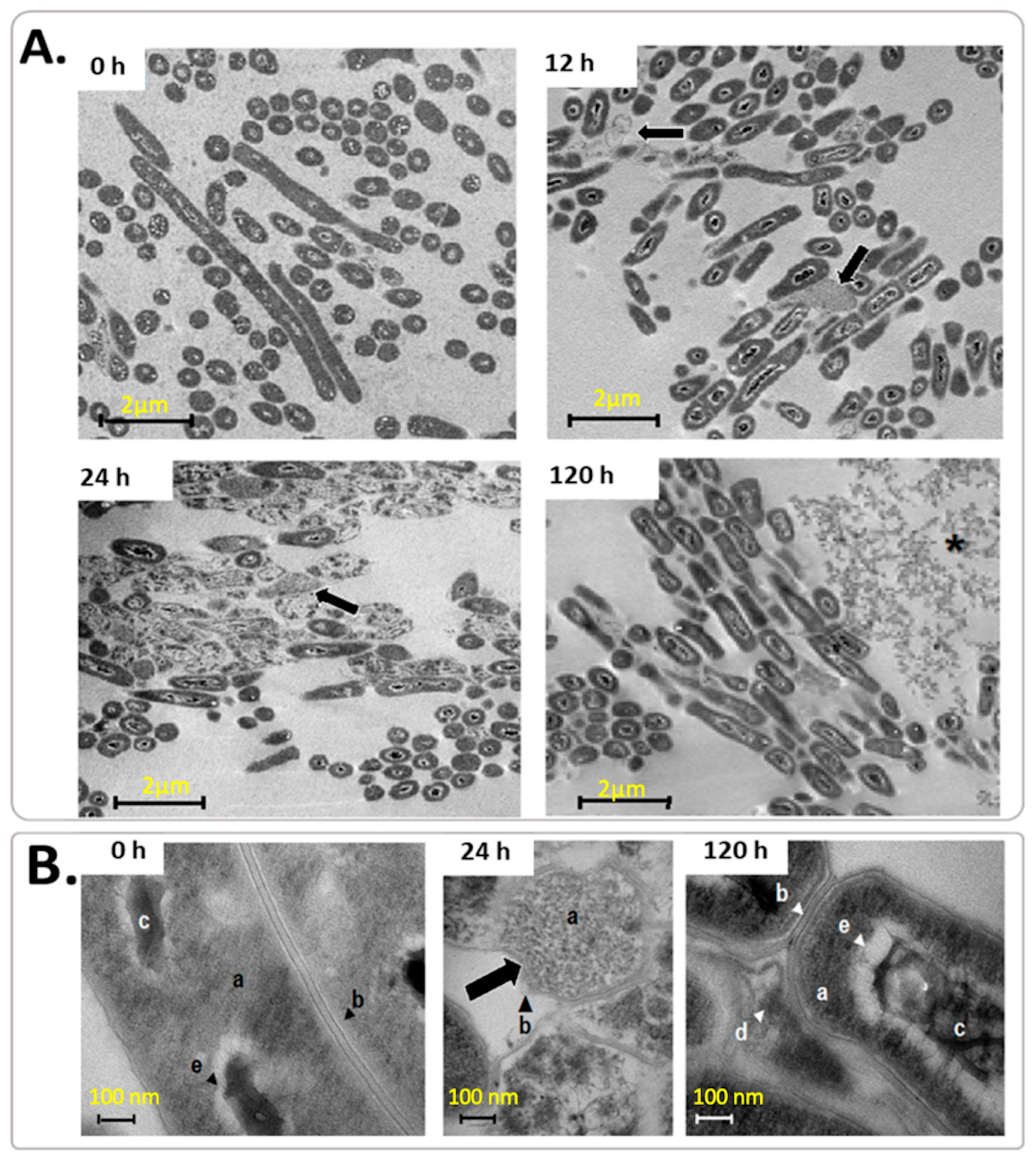 Microorganisms 12 02280 g005