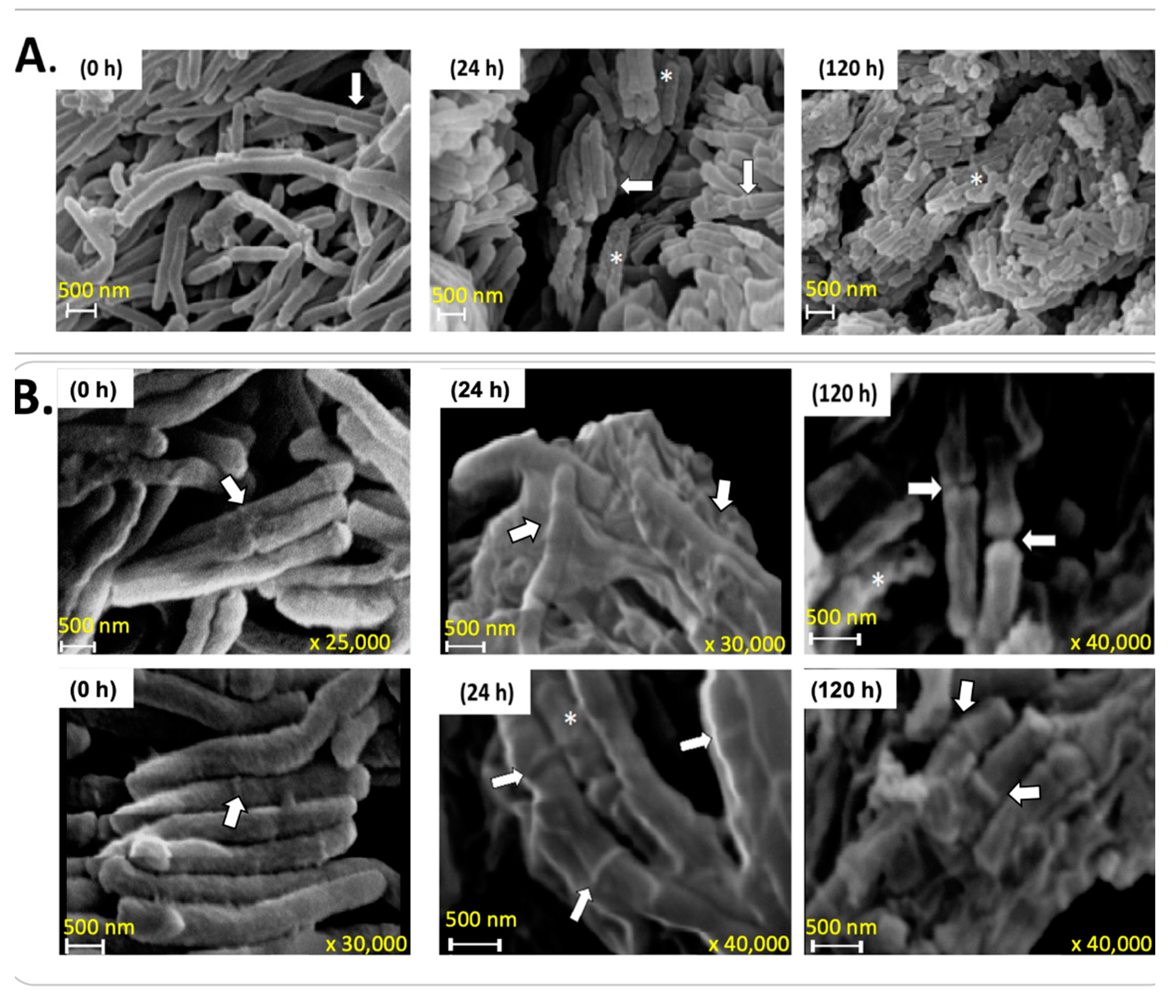 Microorganisms 12 02280 g006
