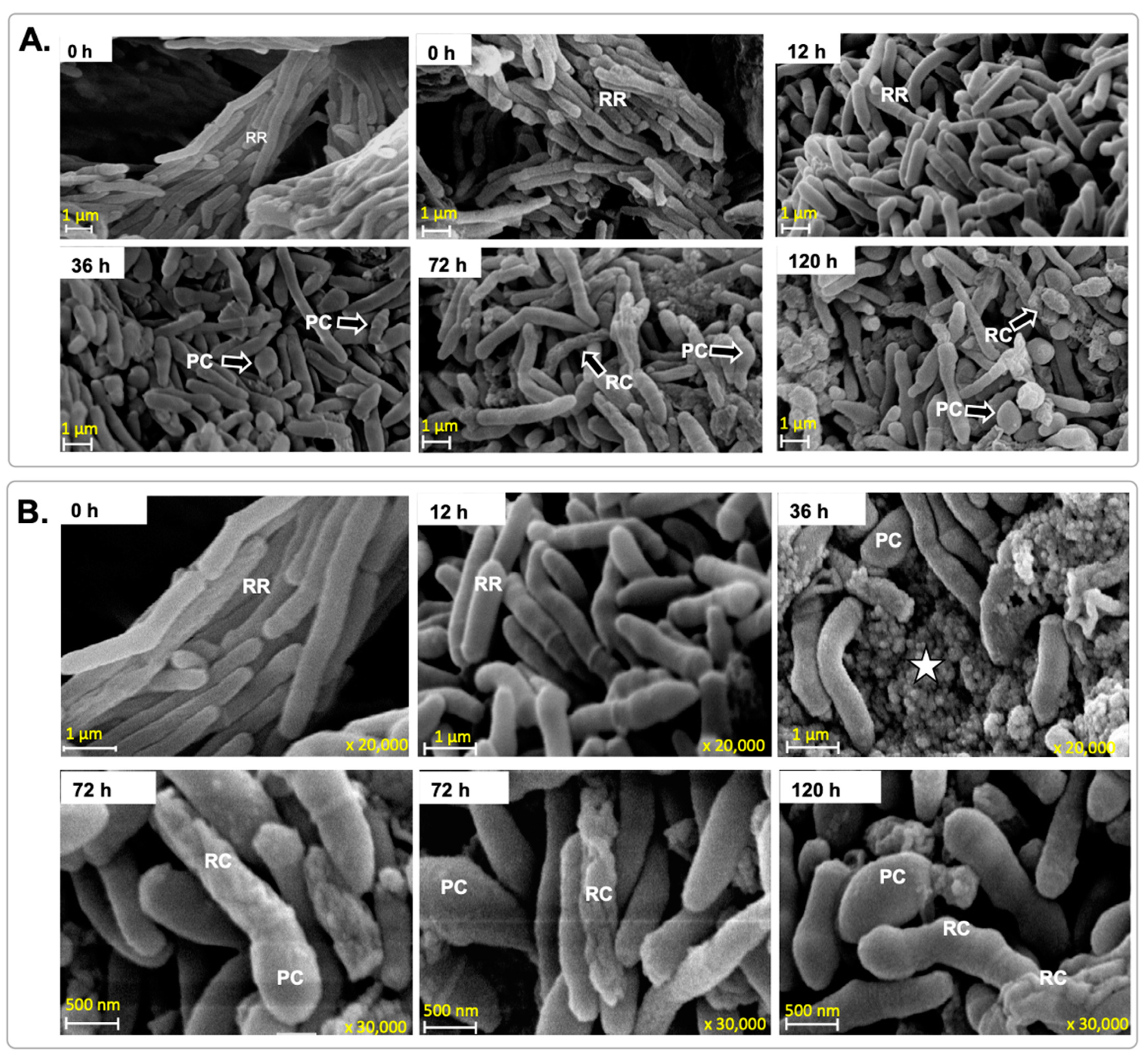 Microorganisms 12 02280 g007