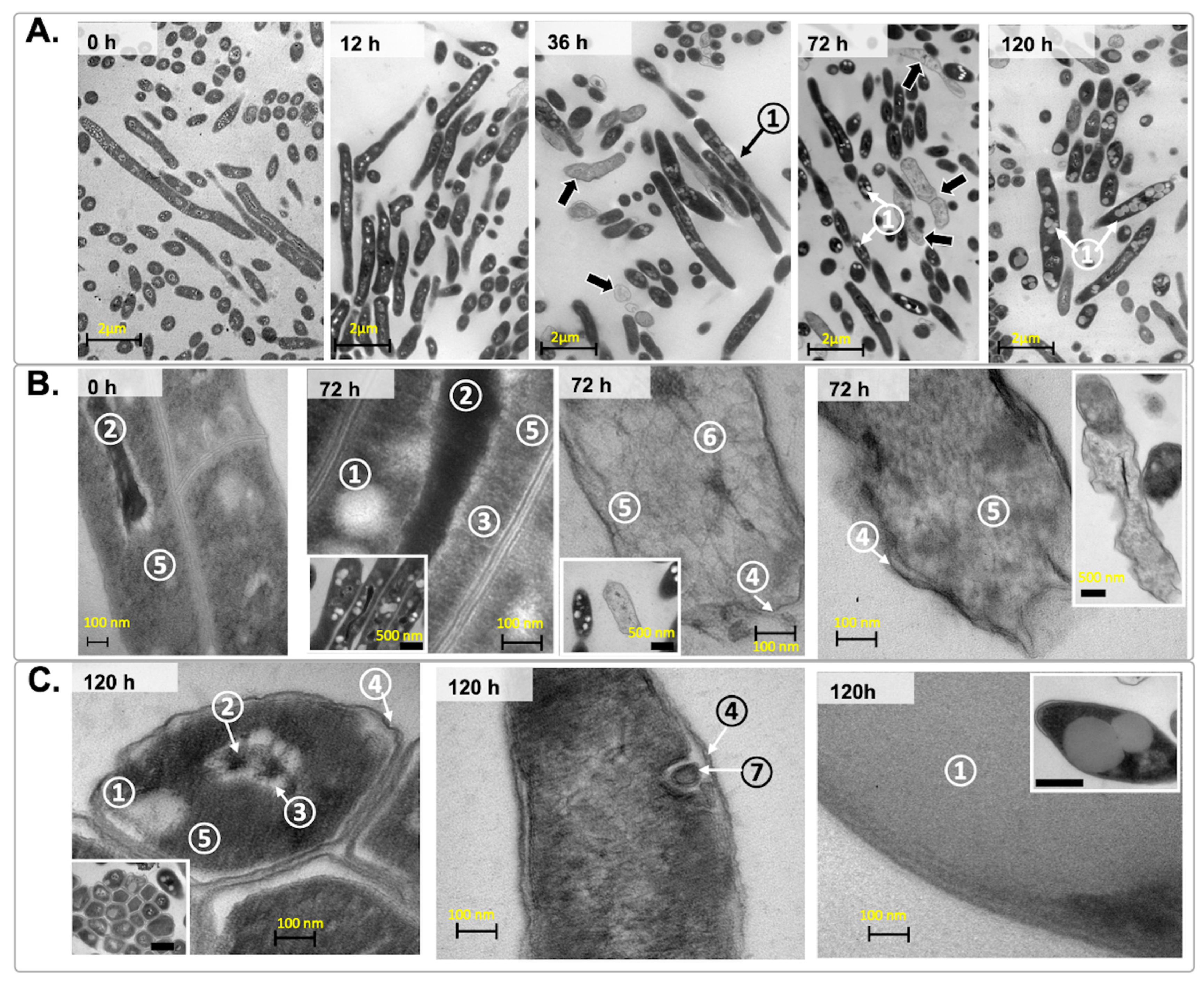 Microorganisms 12 02280 g008