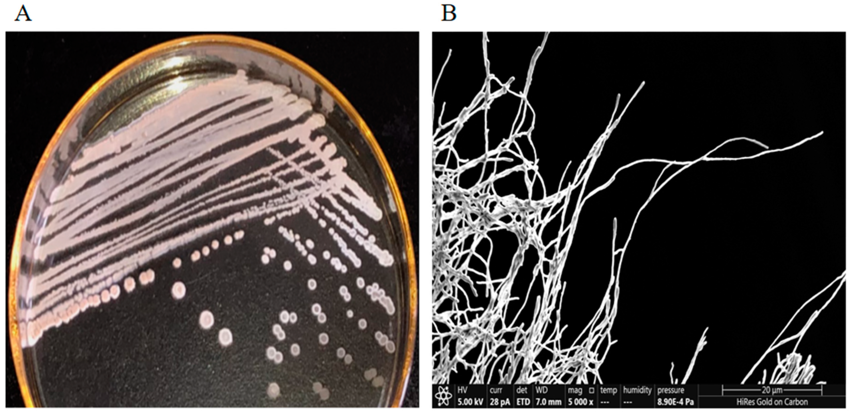 Microorganisms 12 02300 g001