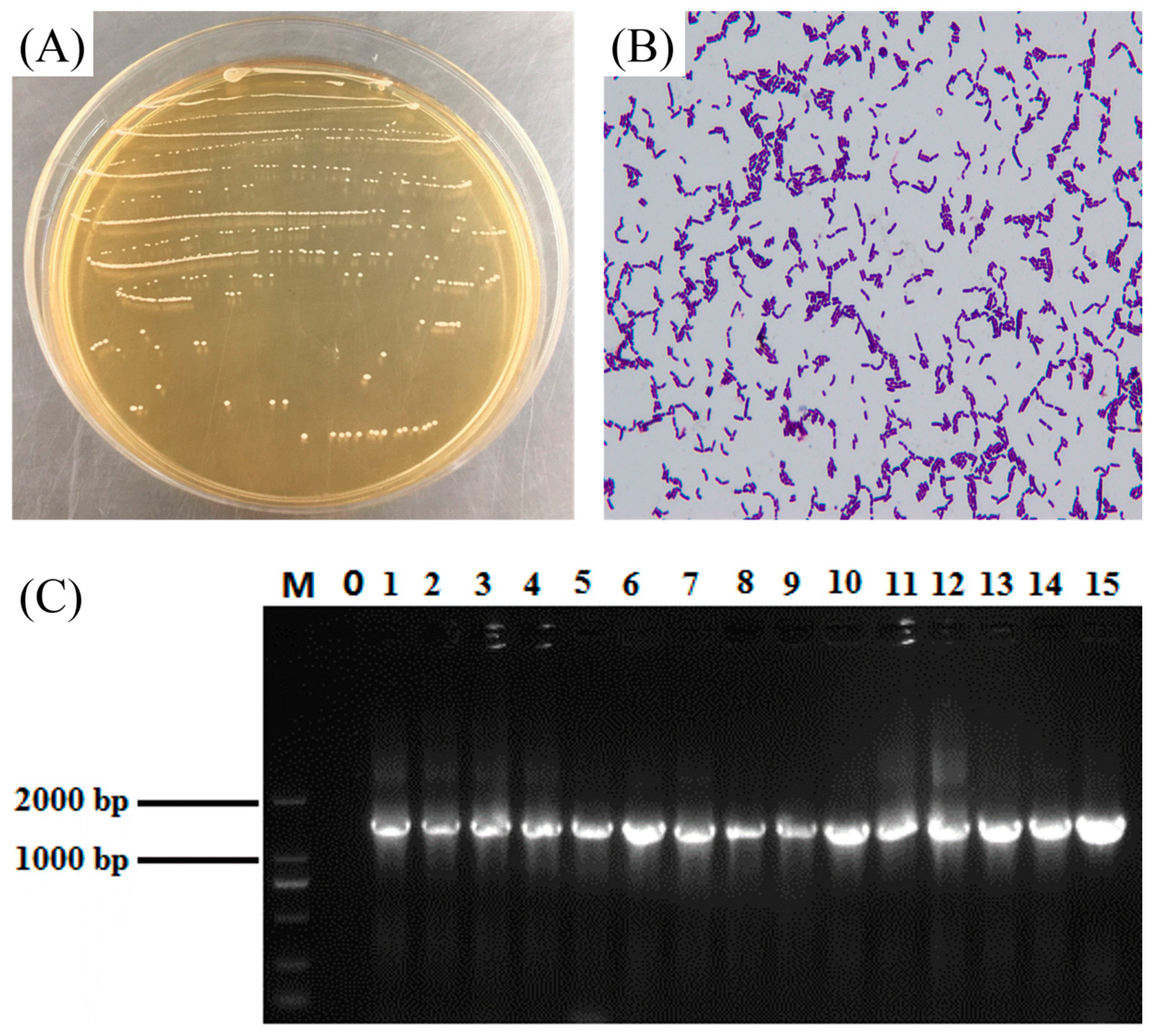 Microorganisms 12 02307 g001 Microorganisms 12 02307 g001