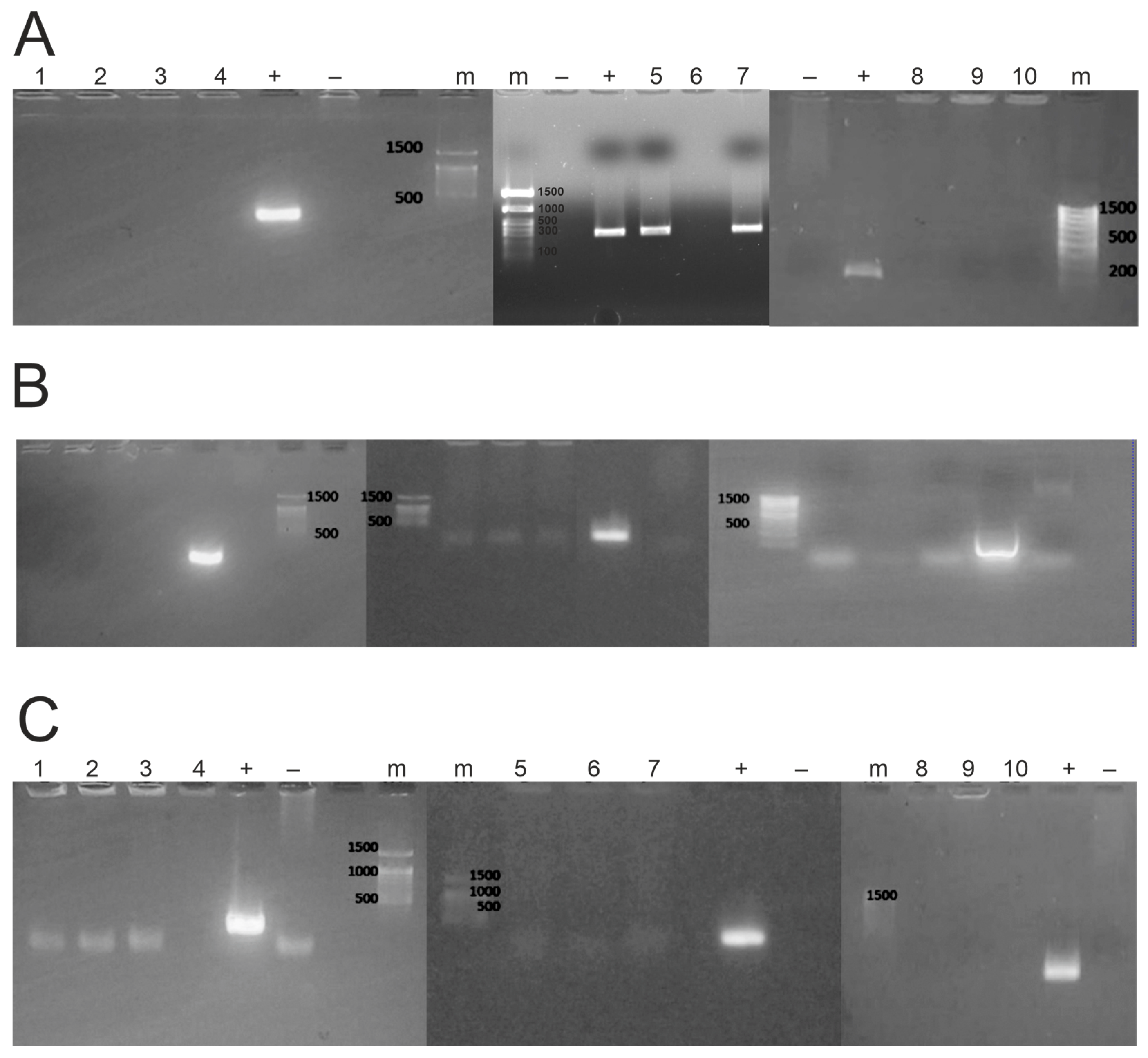 Microorganisms 12 02308 g003