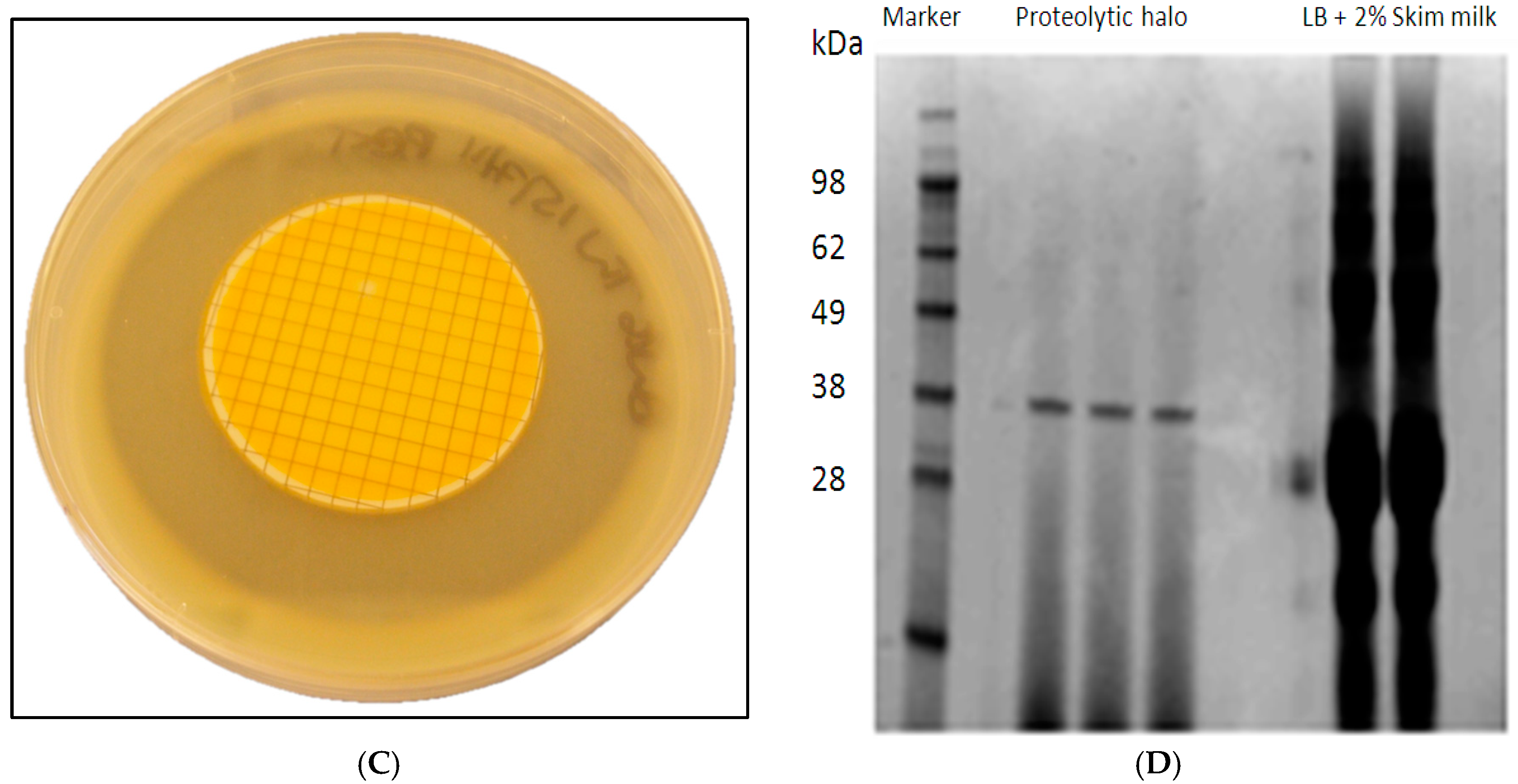 Microorganisms 12 02311 g001b