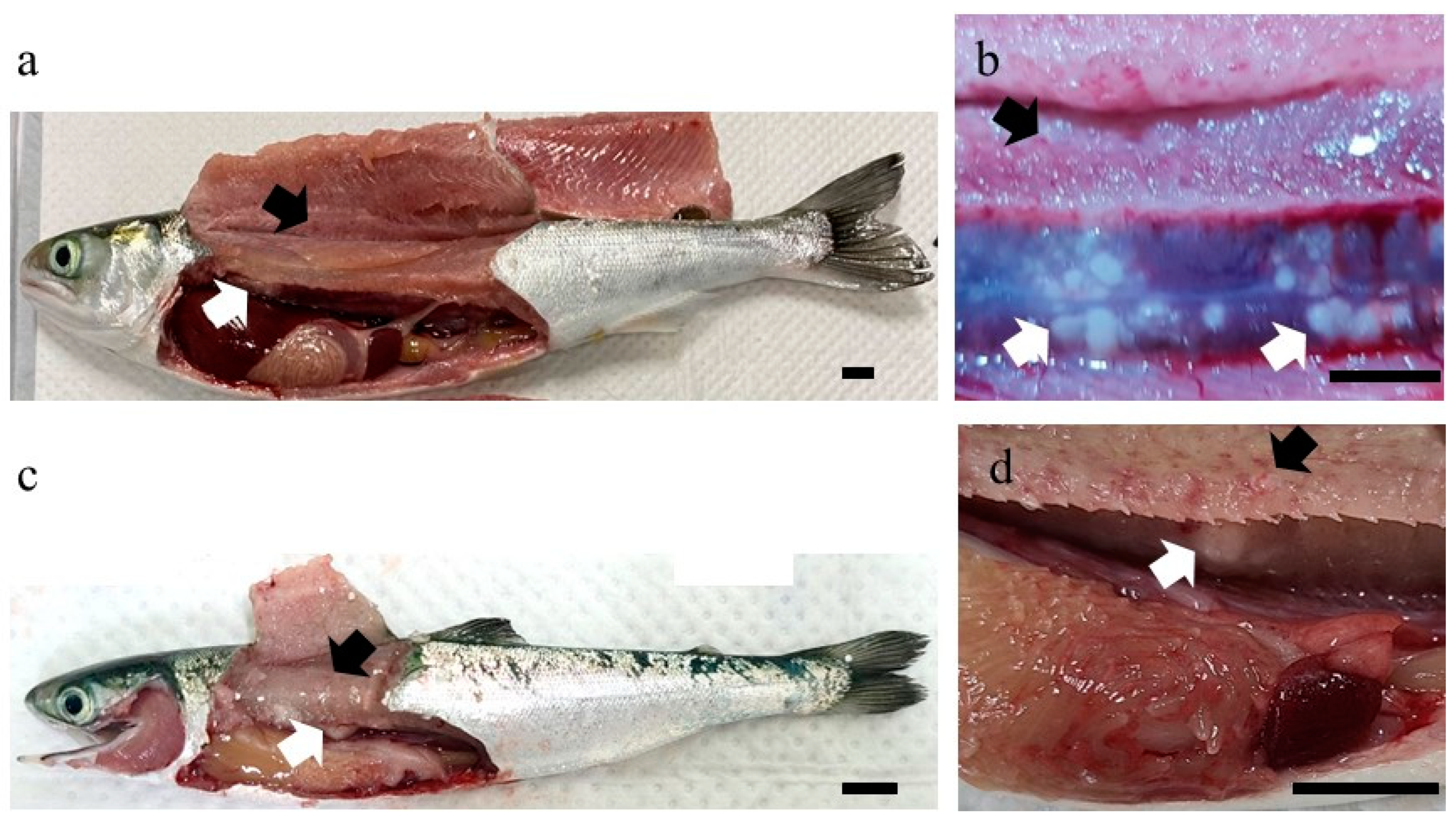 Microorganisms 12 02329 g003