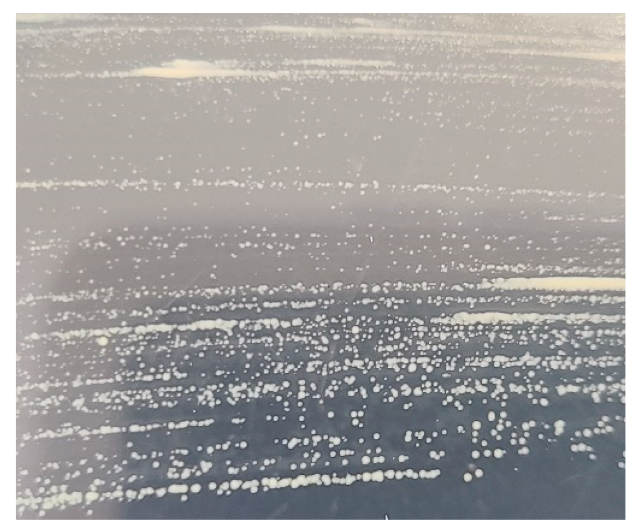 Microorganisms 12 02329 g005