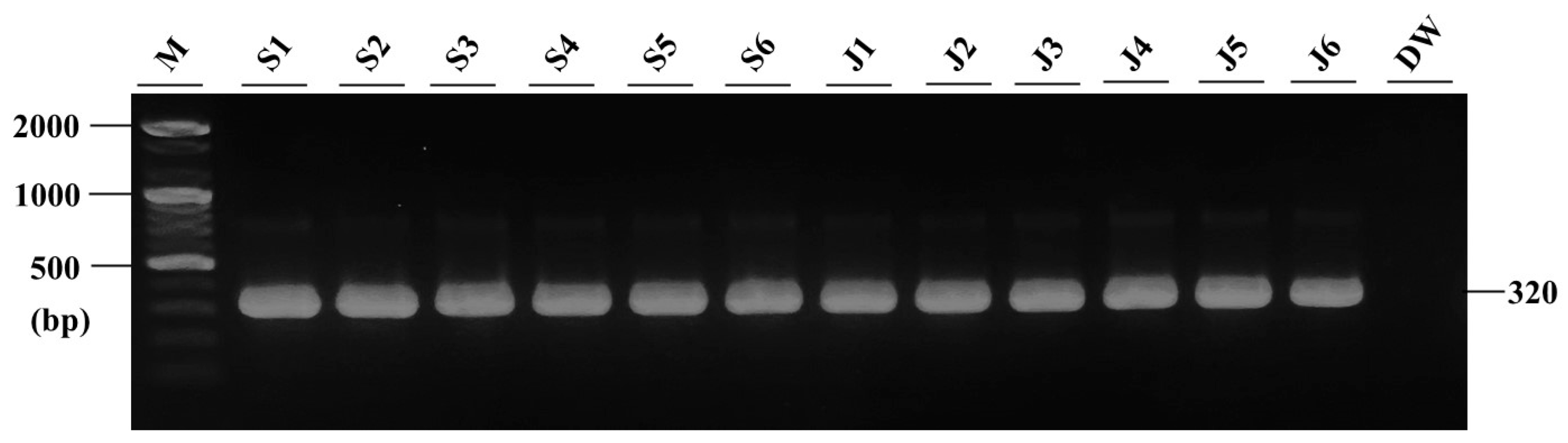 Microorganisms 12 02329 g006
