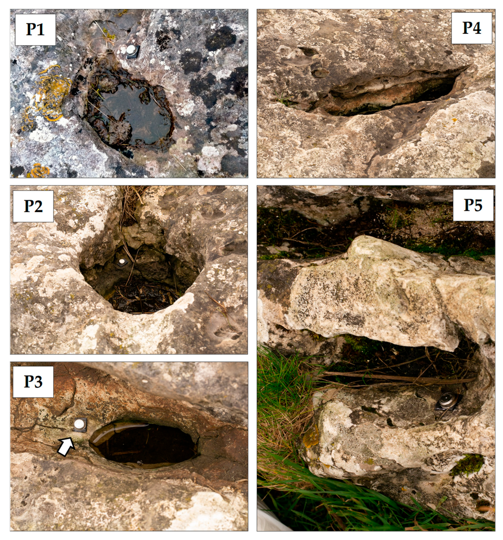 Microorganisms 12 02338 g002