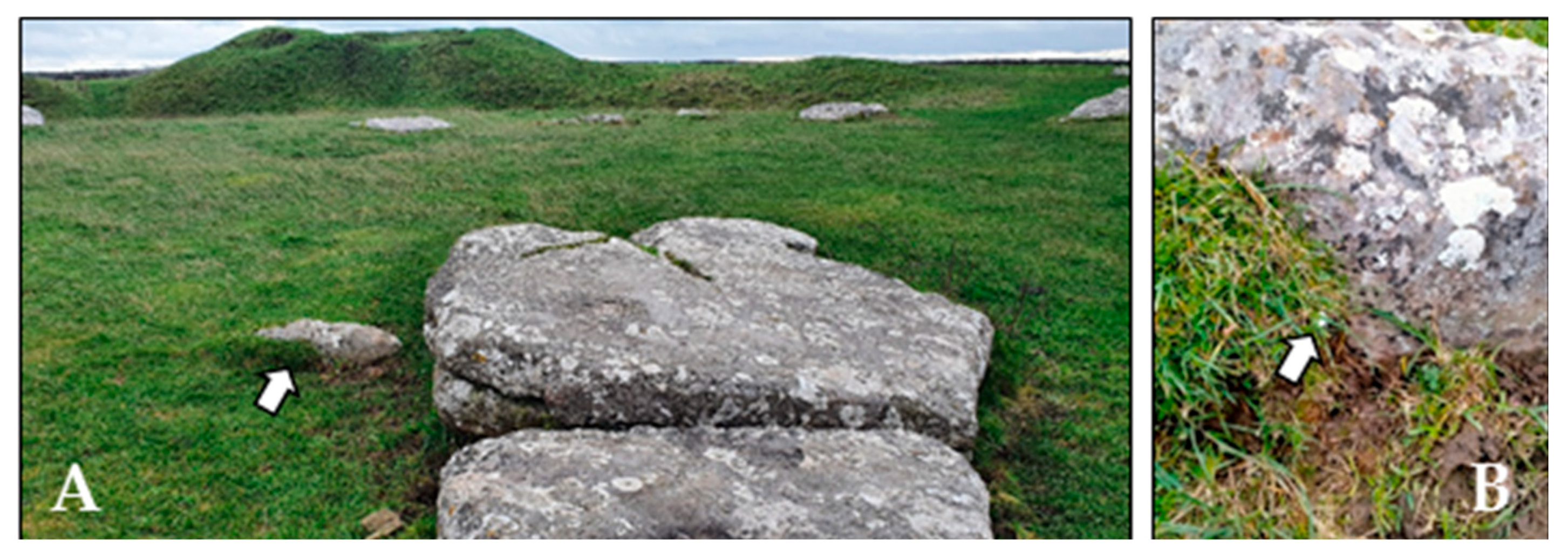 Microorganisms 12 02338 g003