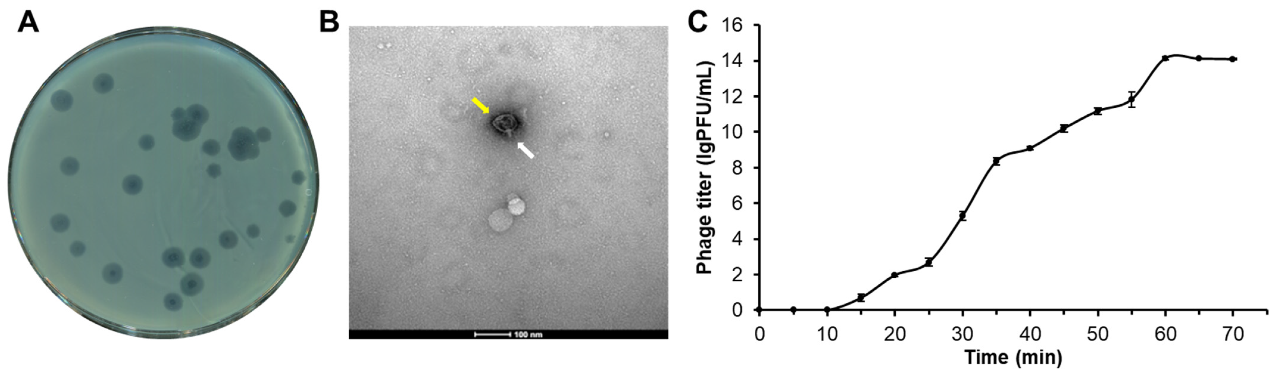 Microorganisms 12 02346 g001