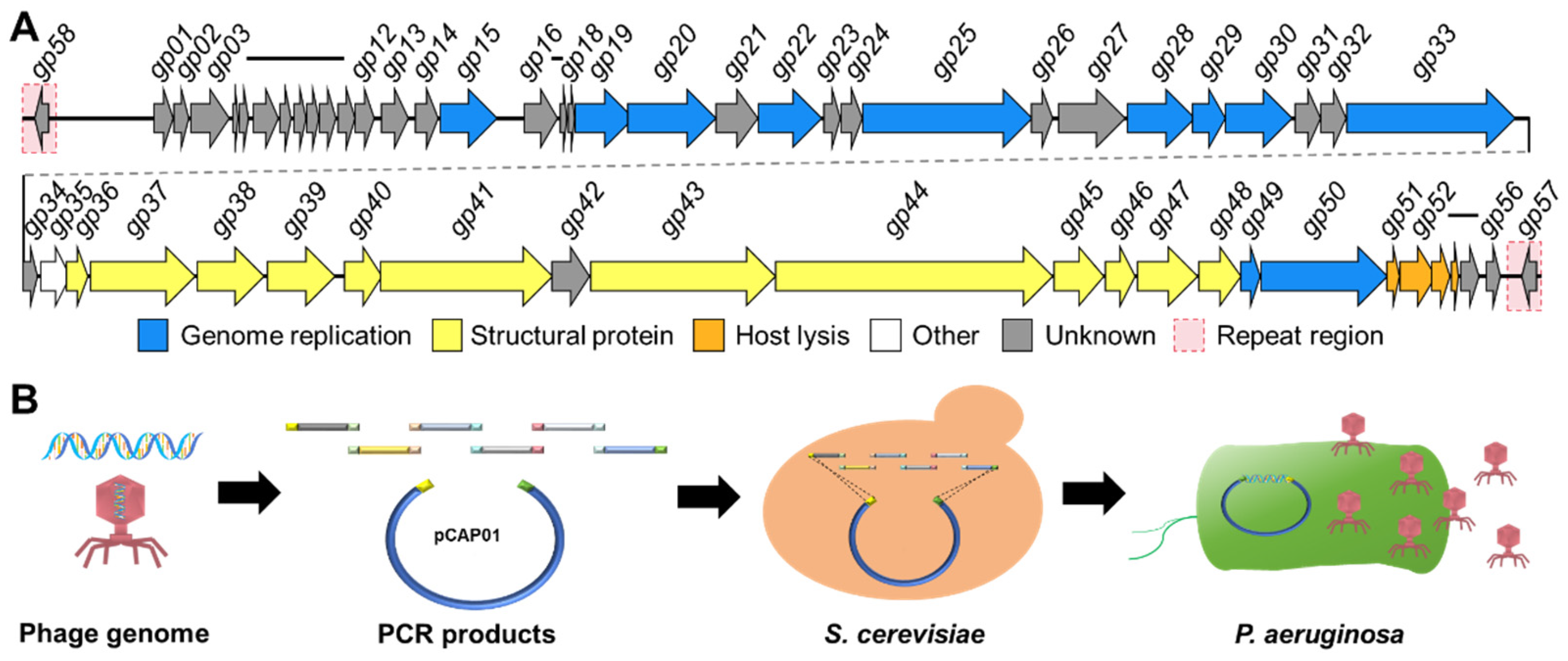 Microorganisms 12 02346 g003