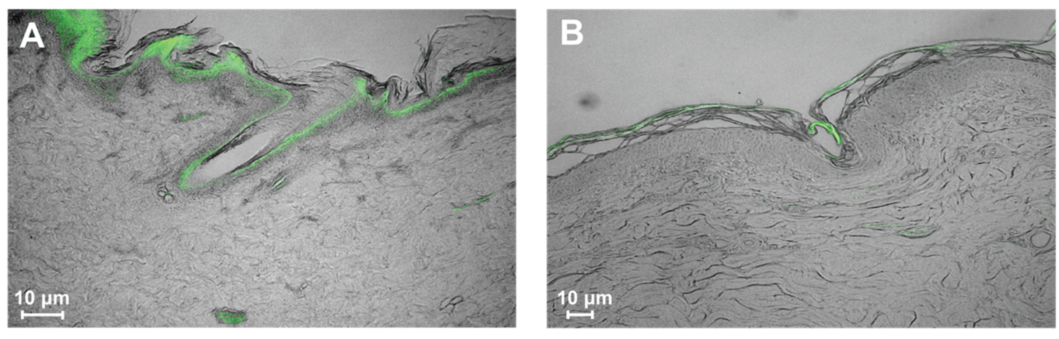 Microorganisms 12 02369 g006