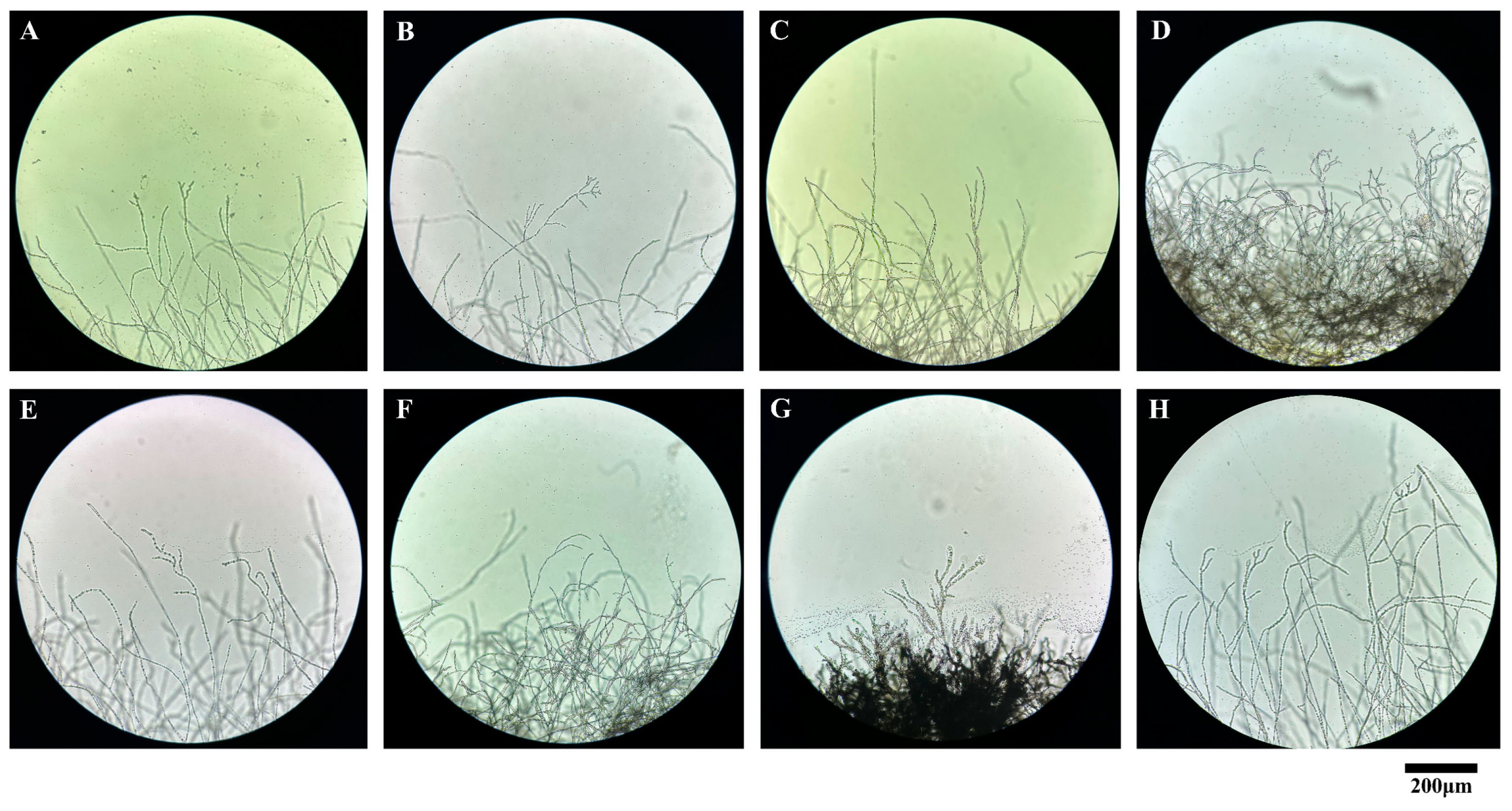 Microorganisms 12 02386 g006 Microorganisms 12 02386 g006