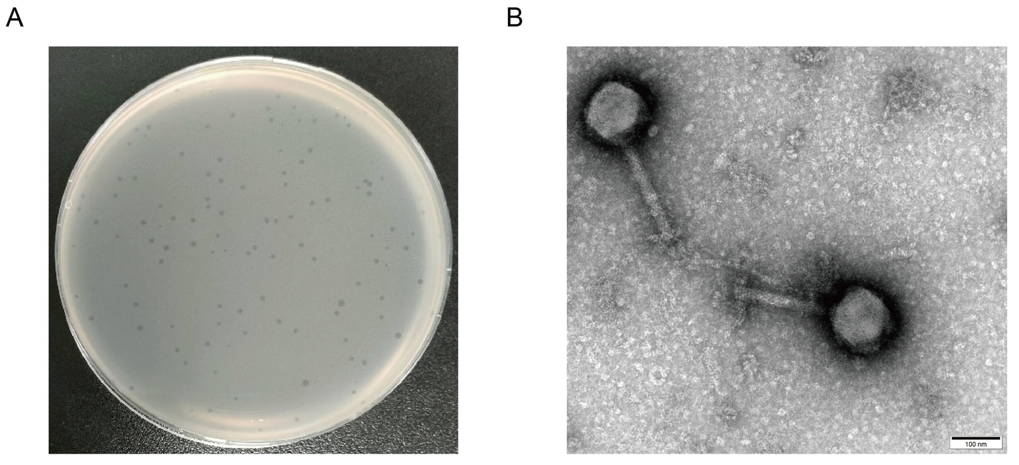 Microorganisms 12 02400 g001