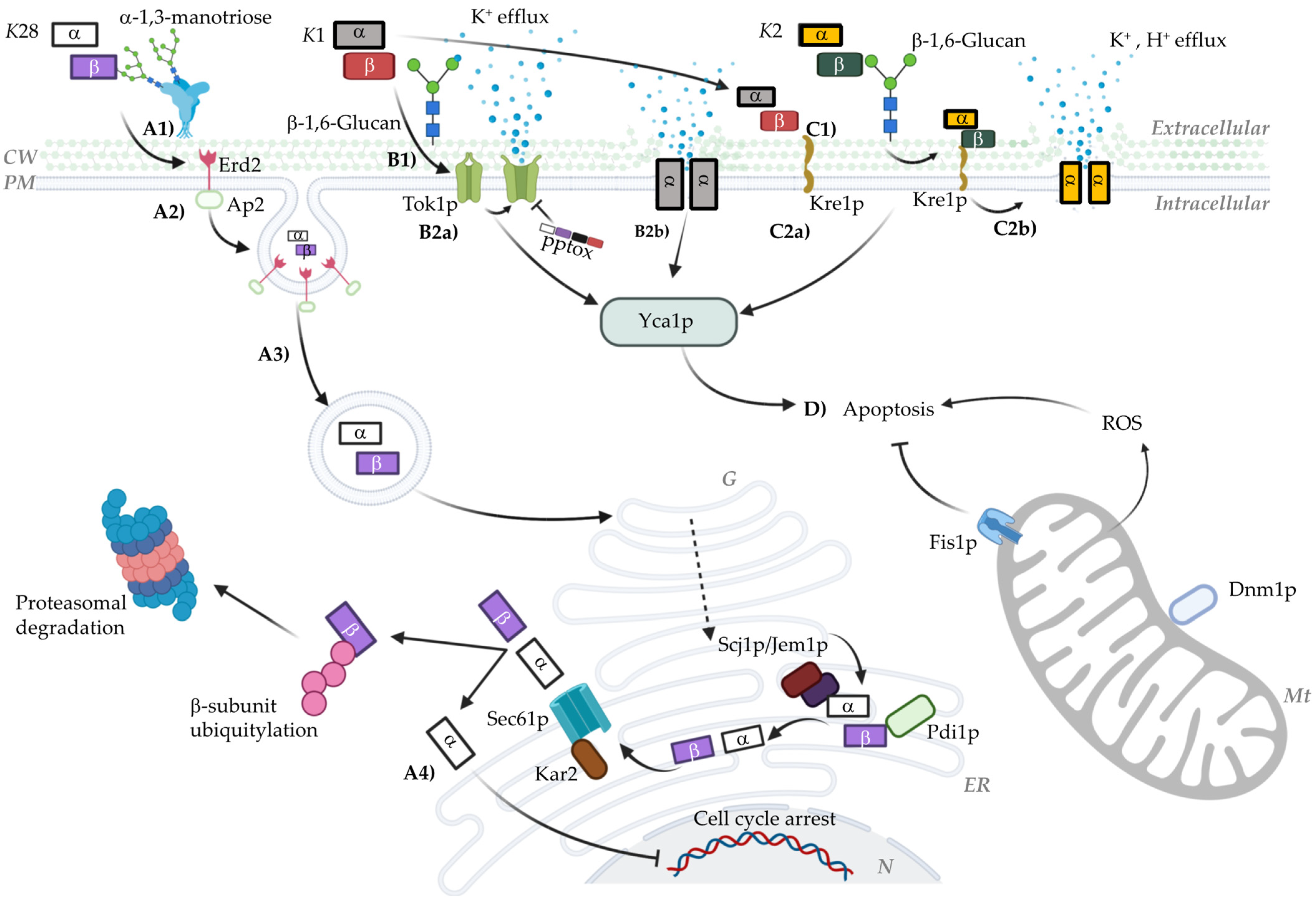 Microorganisms 12 02481 g001