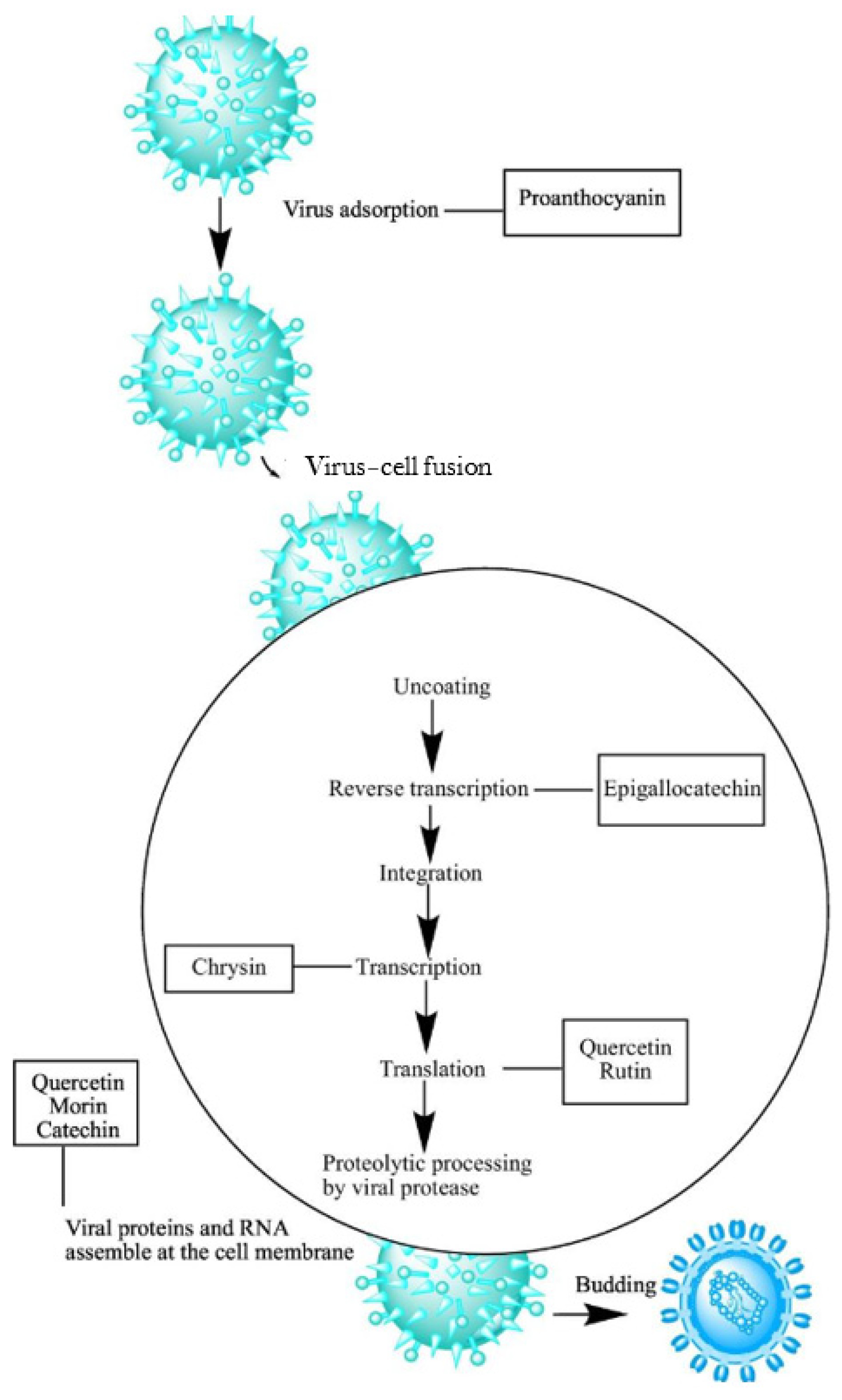 Antibacterial, Antifungal, Antiviral Activity, and Mechanisms of Action ...