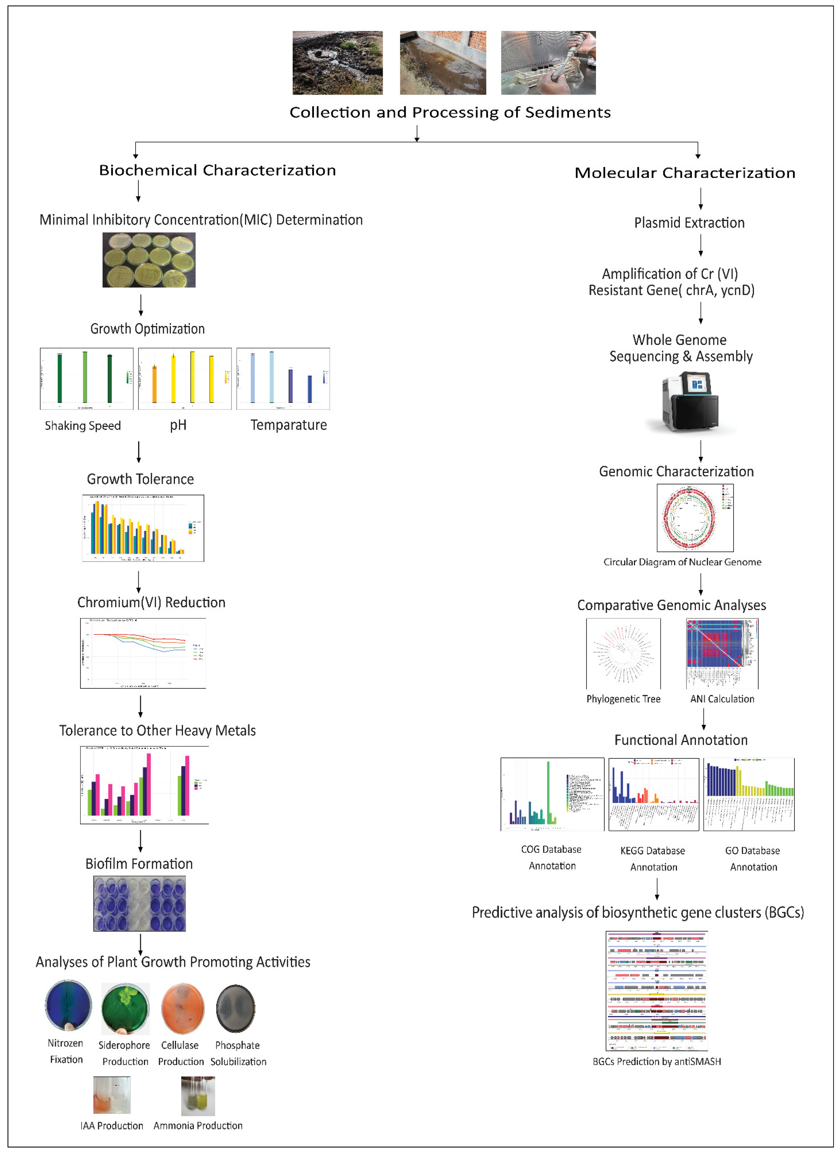 Microorganisms 12 02633 g001