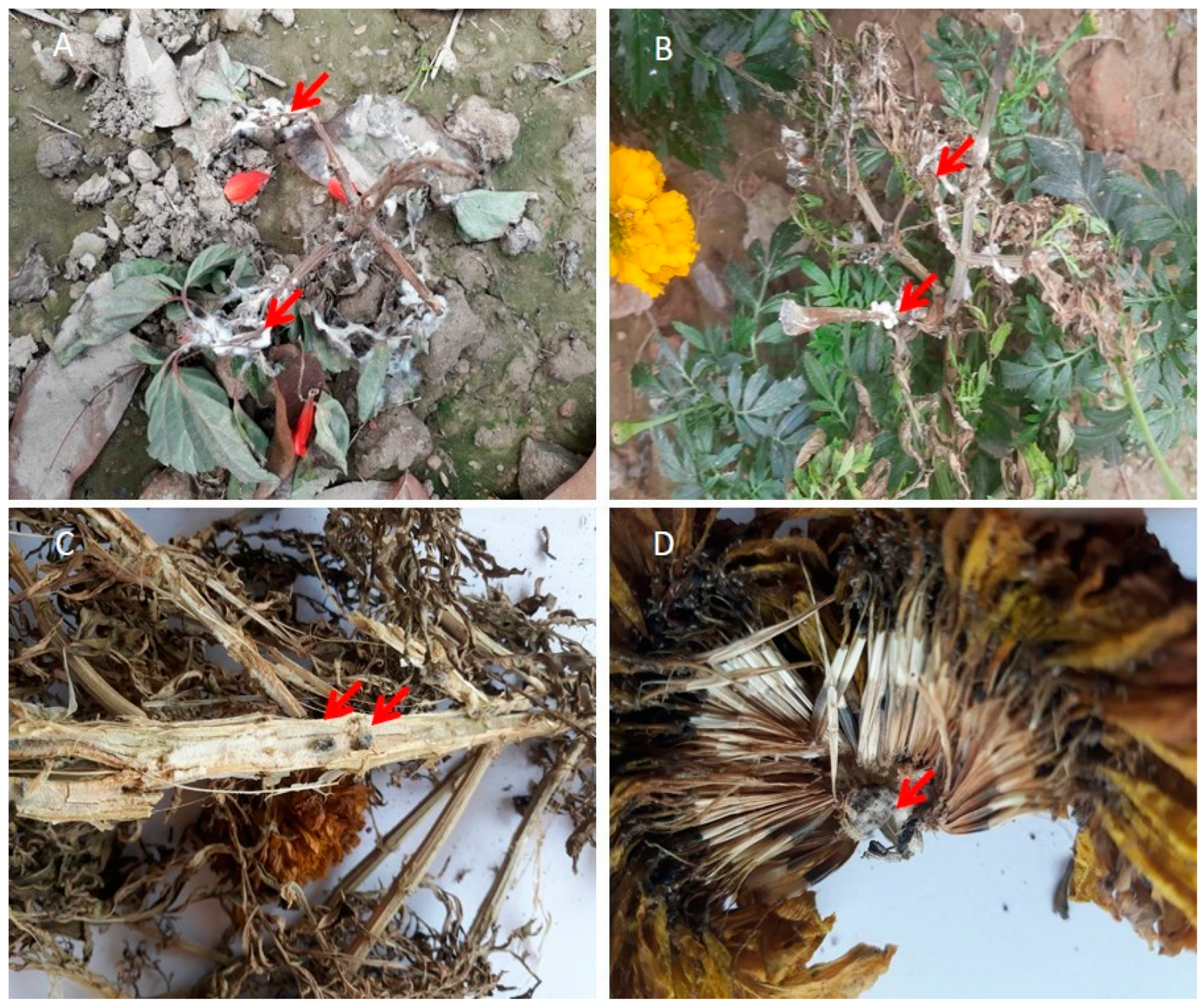 Microorganisms 13 00004 g001