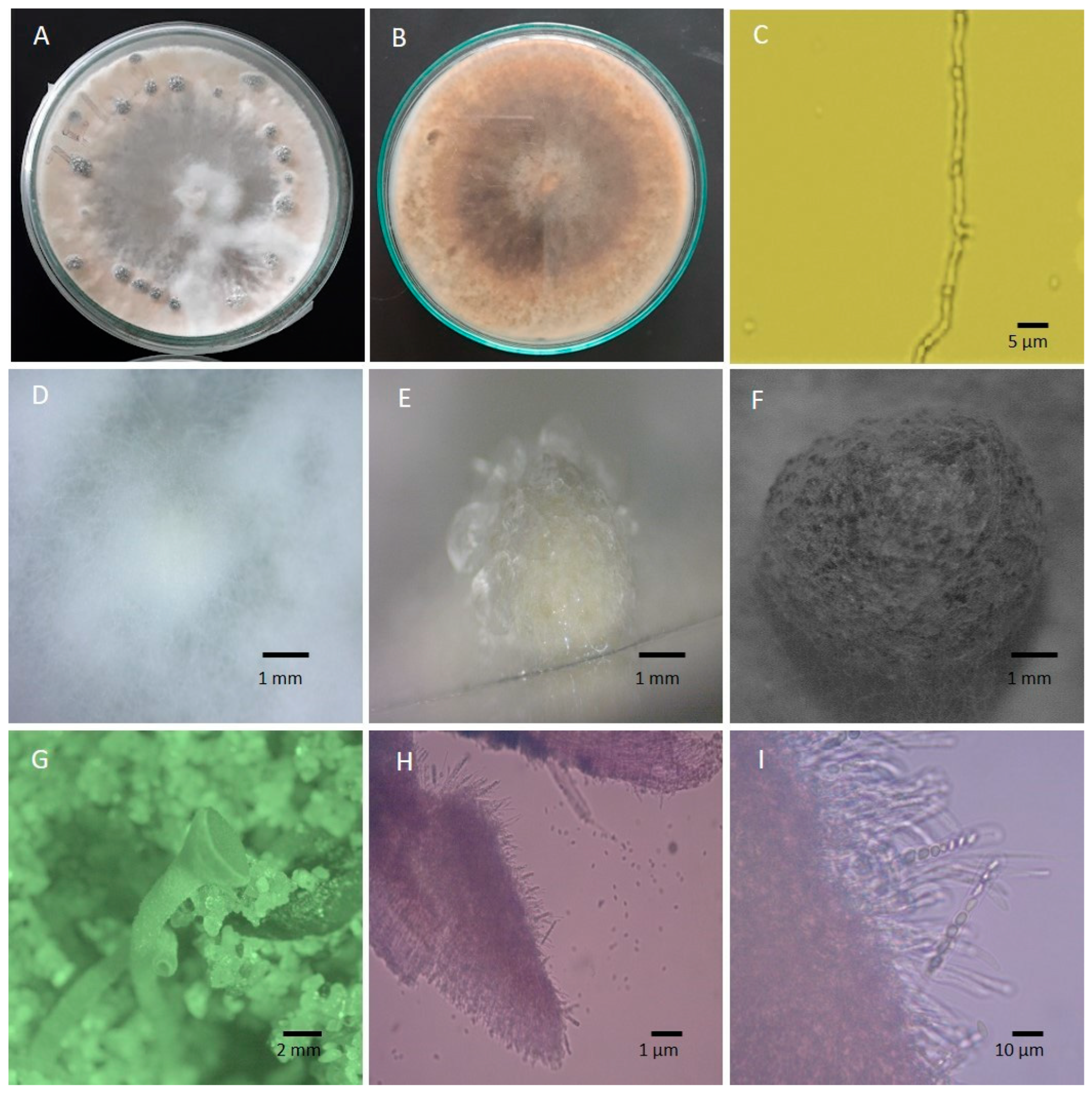 Microorganisms 13 00004 g002